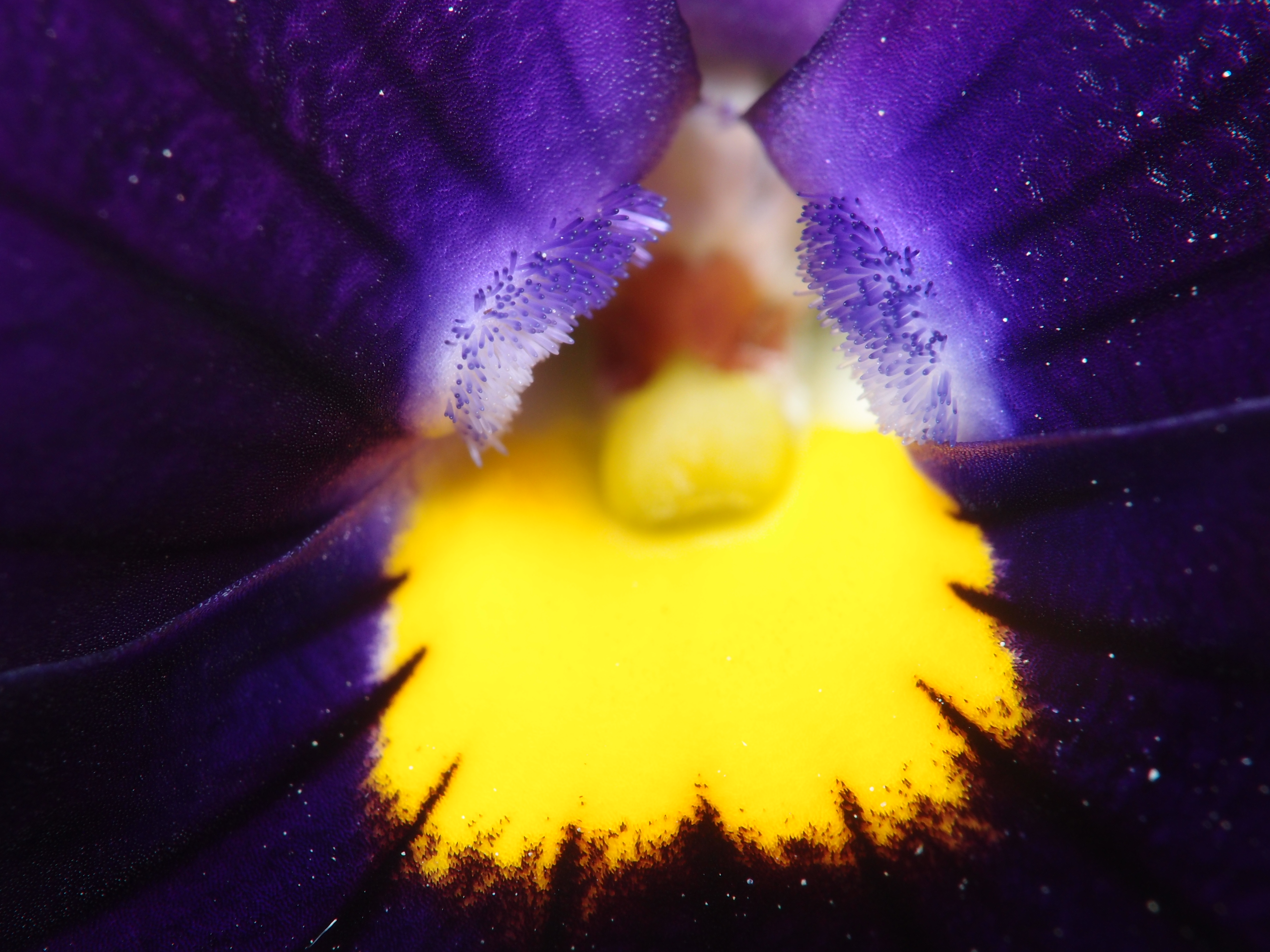 <b>プランターに咲いていたパンジーの花。花びらの付け根にイソギンチャクの触手のような「ヒゲ」が付いてるのが不思議だ<br>XZ-1 / 3,648×2,736 / 1/200秒 / F8 / 0EV / ISO100 / 絞り優先AE / WB:オート / 40.8mm</b>