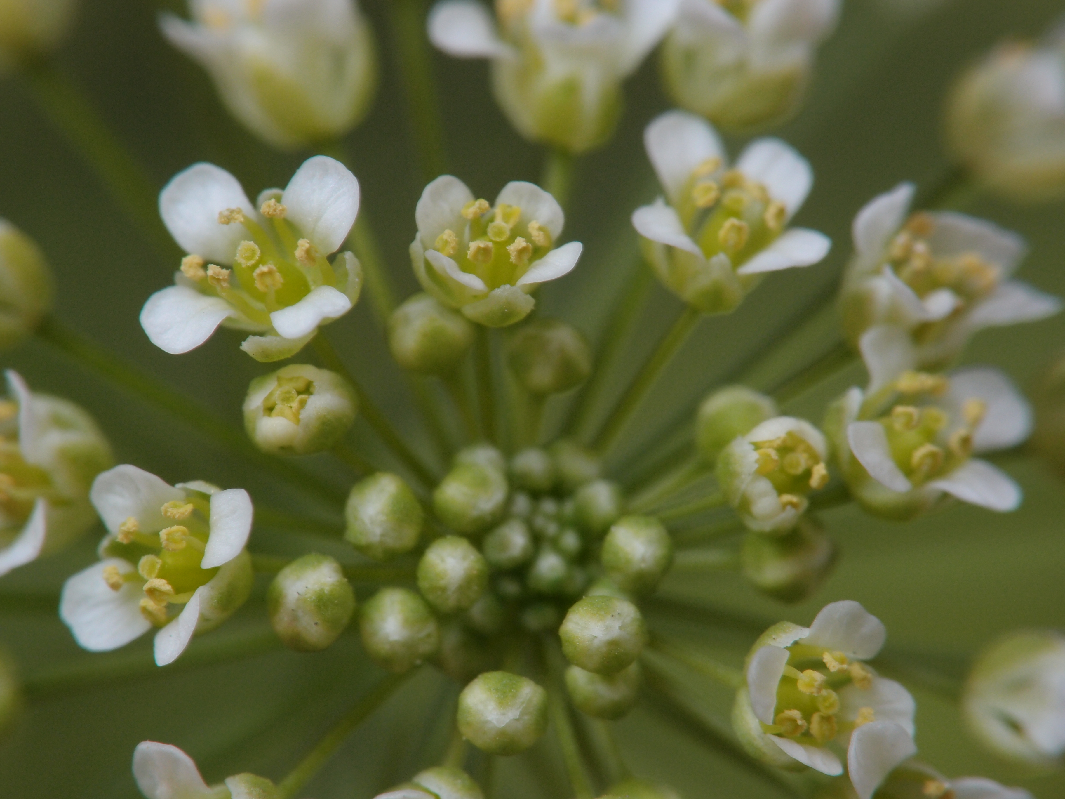 <b>ペンペン草とも呼ばれるナズナの花。肉眼では地味で目立たないが、拡大するとさわやかな印象できれいな花だ<br>XZ-1 / 3,648×2,736 / 1/125秒 / F8 / 0EV / ISO100 / 絞り優先AE / WB:オート / 24mm</b>