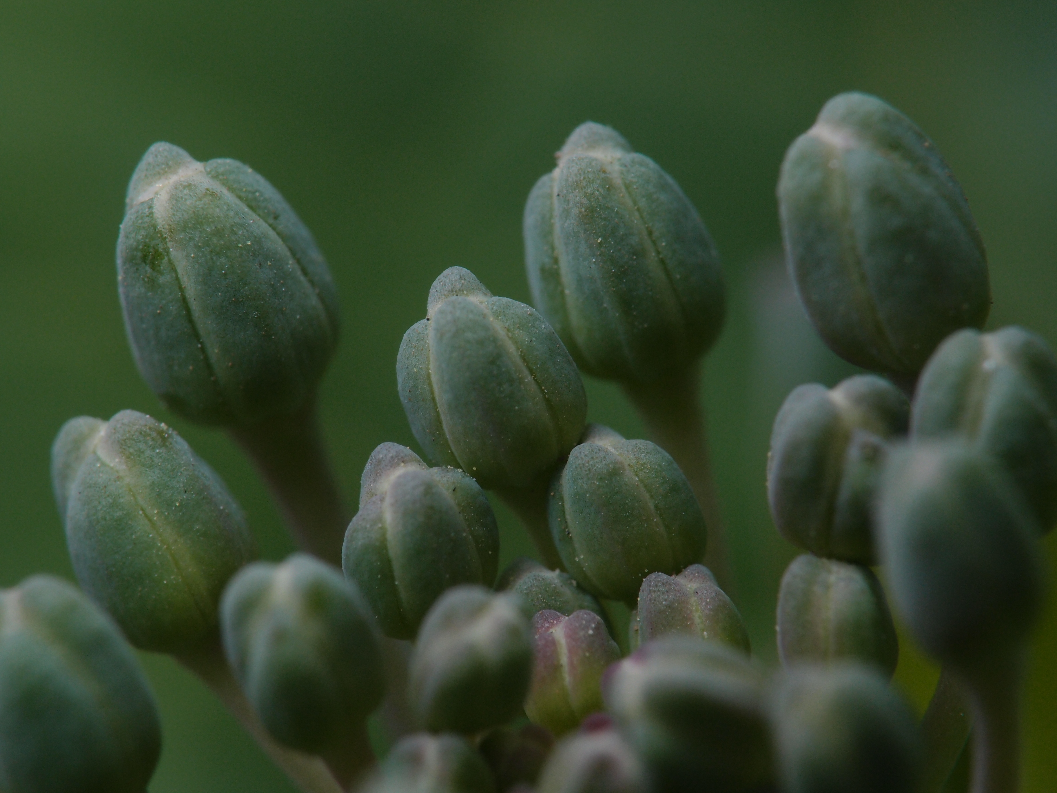 <b>市街地の畑に植えられていたブロッコリーの蕾。細胞の粒まで確認できるが、付着した土埃も見える。われわれも外を歩きながら、埃や塵をけっこう吸い込んでいるのかも知れない<br>XZ-1 / 3,648×2,736 / 1/200秒 / F8 / 0EV / ISO100 / 絞り優先AE / WB:オート / 40.8mm</b>
