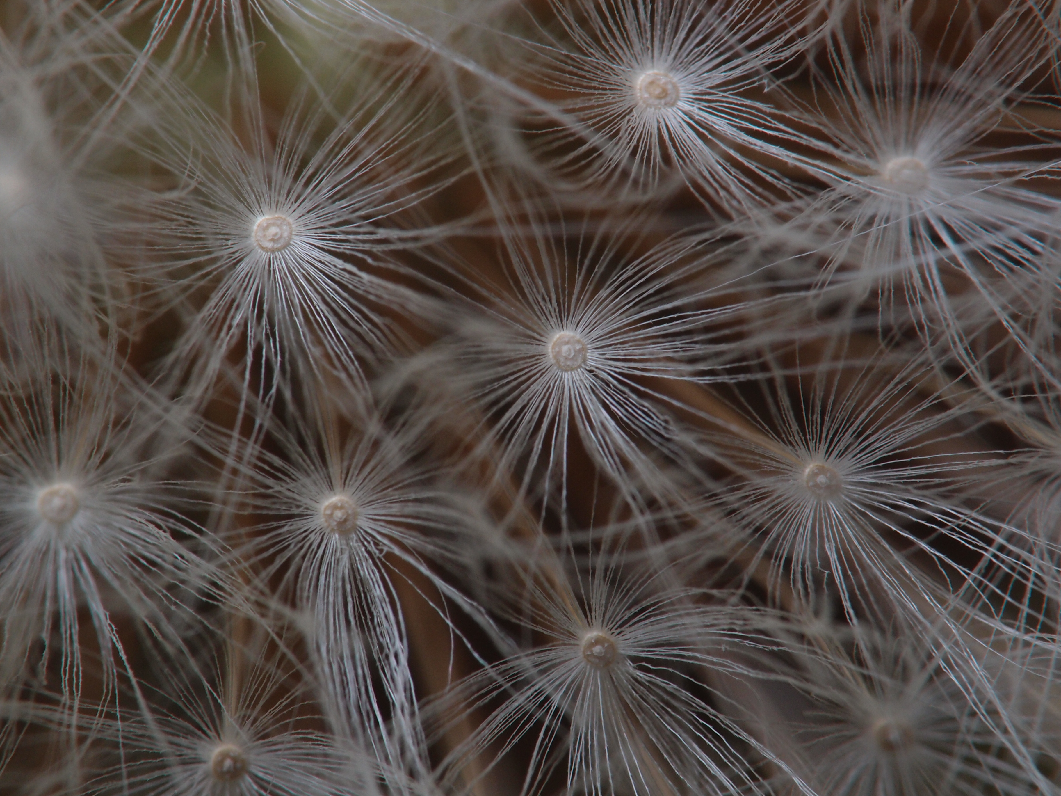 <b>タンポポの綿毛だが、拡大するとさらに小さな毛が生えていて空気抵抗を大きくしているのが分かる<br>XZ-1 / 3,648×2,736 / 1/200秒 / F8 / 0EV / ISO100 / 絞り優先AE / WB:オート / 40.8mm</b>