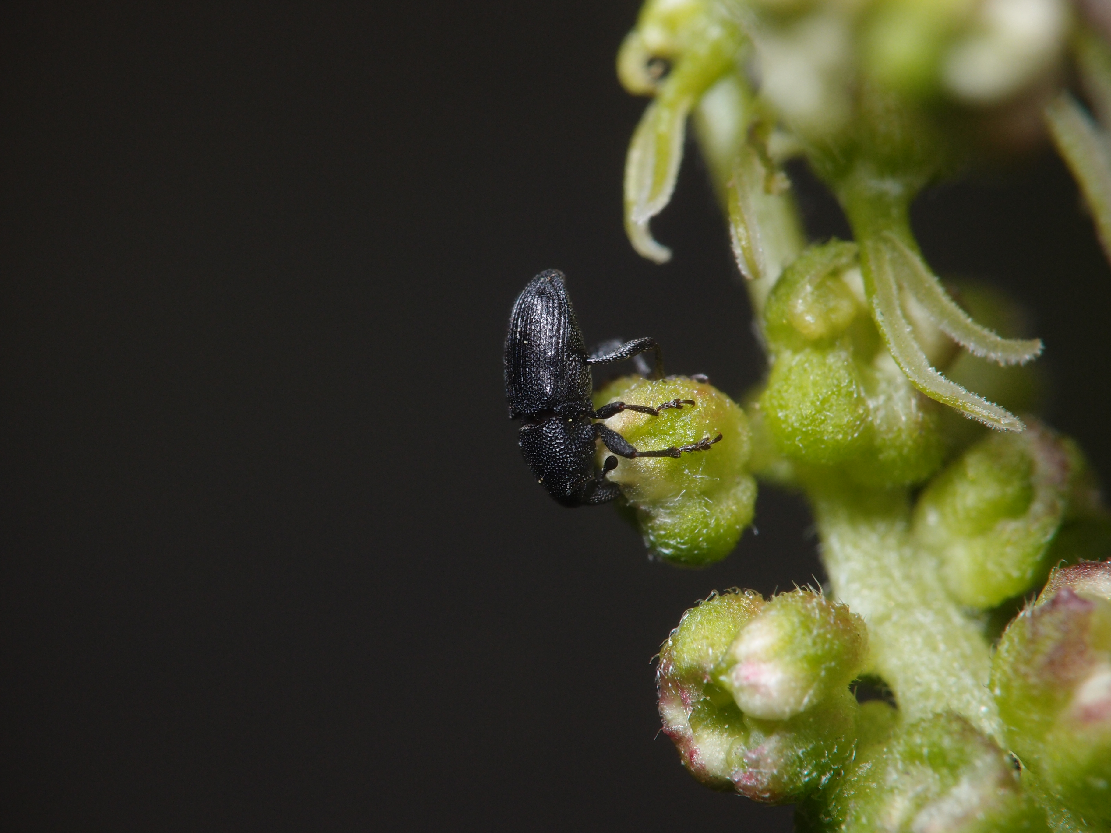 <b>体長3mm程度の小さなゾウムシが、クワの花の中に口吻を突っ込んでいる。高性能なレンズの組み合わせにより、詳細なディテールが判別できる<br>XZ-1 / 3,648×2,736 / 1/200秒 / F8 / 0EV / ISO100 / 絞り優先AE / WB:オート / 40.8mm</b>