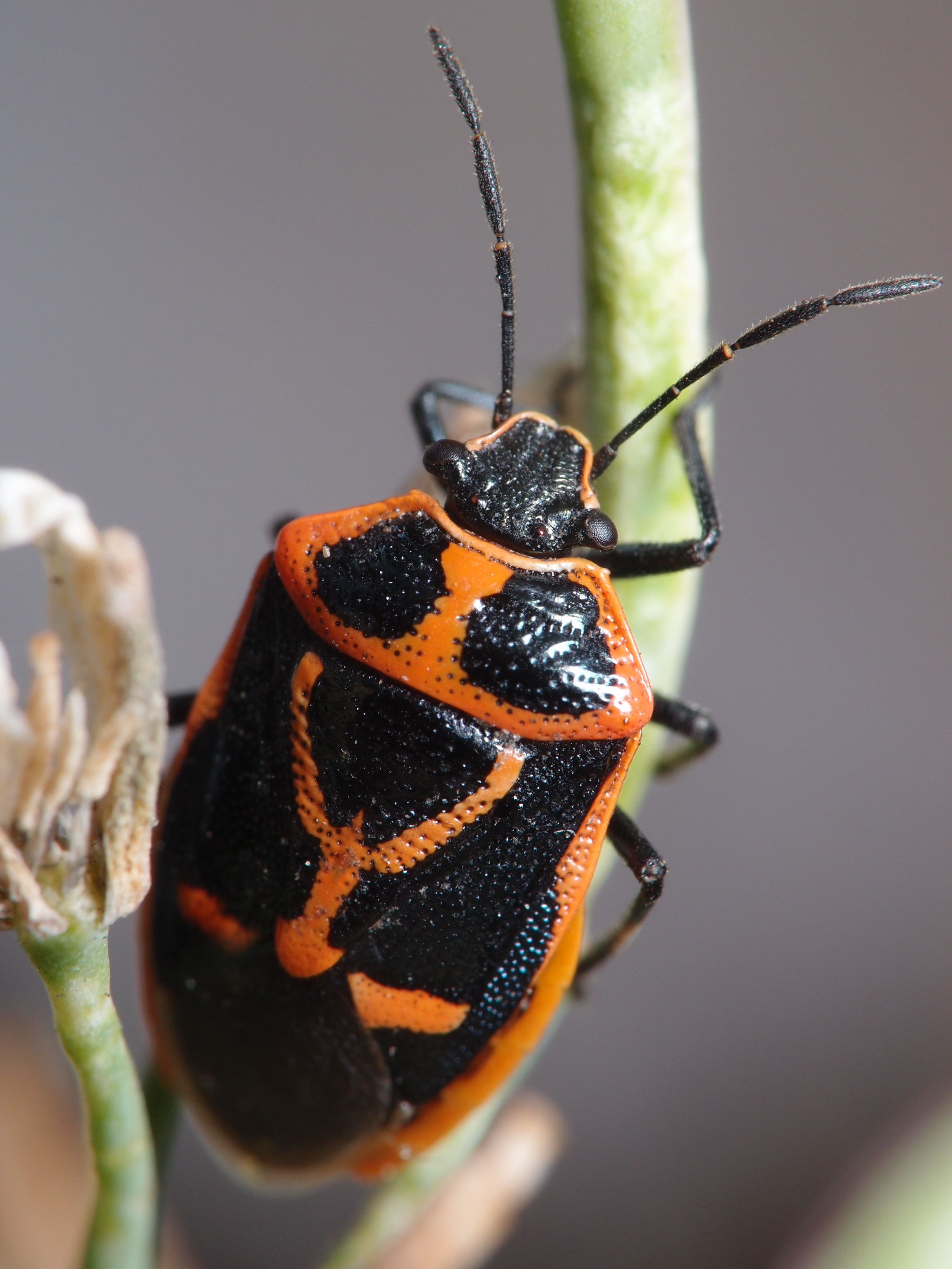 <b>赤と黒のコントラストが鮮やかなナガメというカメムシの一種。地肌の質感も工芸品のようだ。その名（菜瓶）の通りナノハナに止まっているのをよく見かける<br>XZ-1 / / 2736x3648 / 1/200秒 / F8 / +2EV / ISO100 / 絞り優先AE / WB:オート / 40.8mm</b>