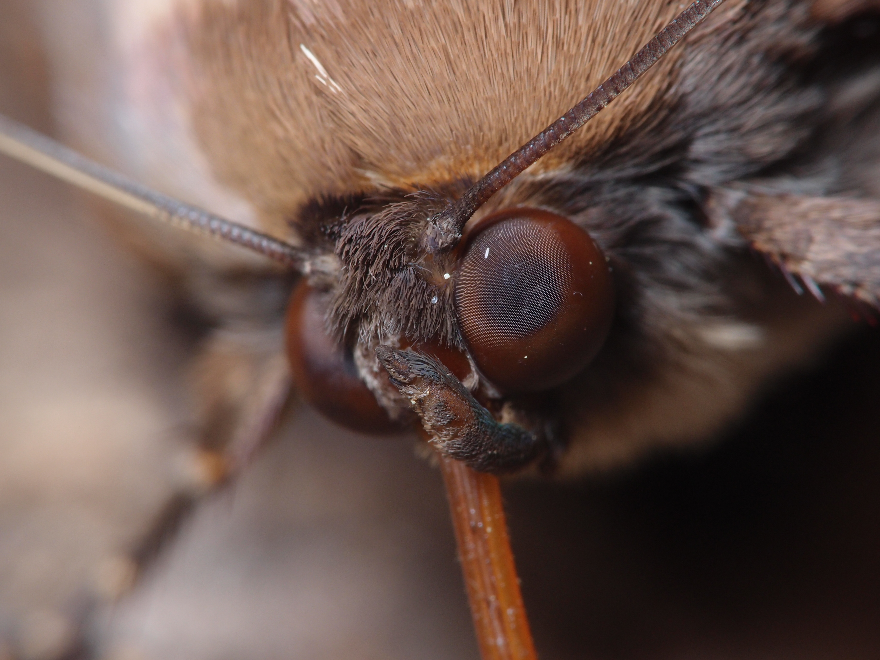 <b>フクラスズメというガの一種で、シラカシの樹液を吸っているところ。複眼のディテールがはっきり見える<br>XZ-1 / 3,648×2,736 / 1/200秒 / F8 / 0EV / ISO100 / 絞り優先AE / WB:オート / 40.8mm</b>