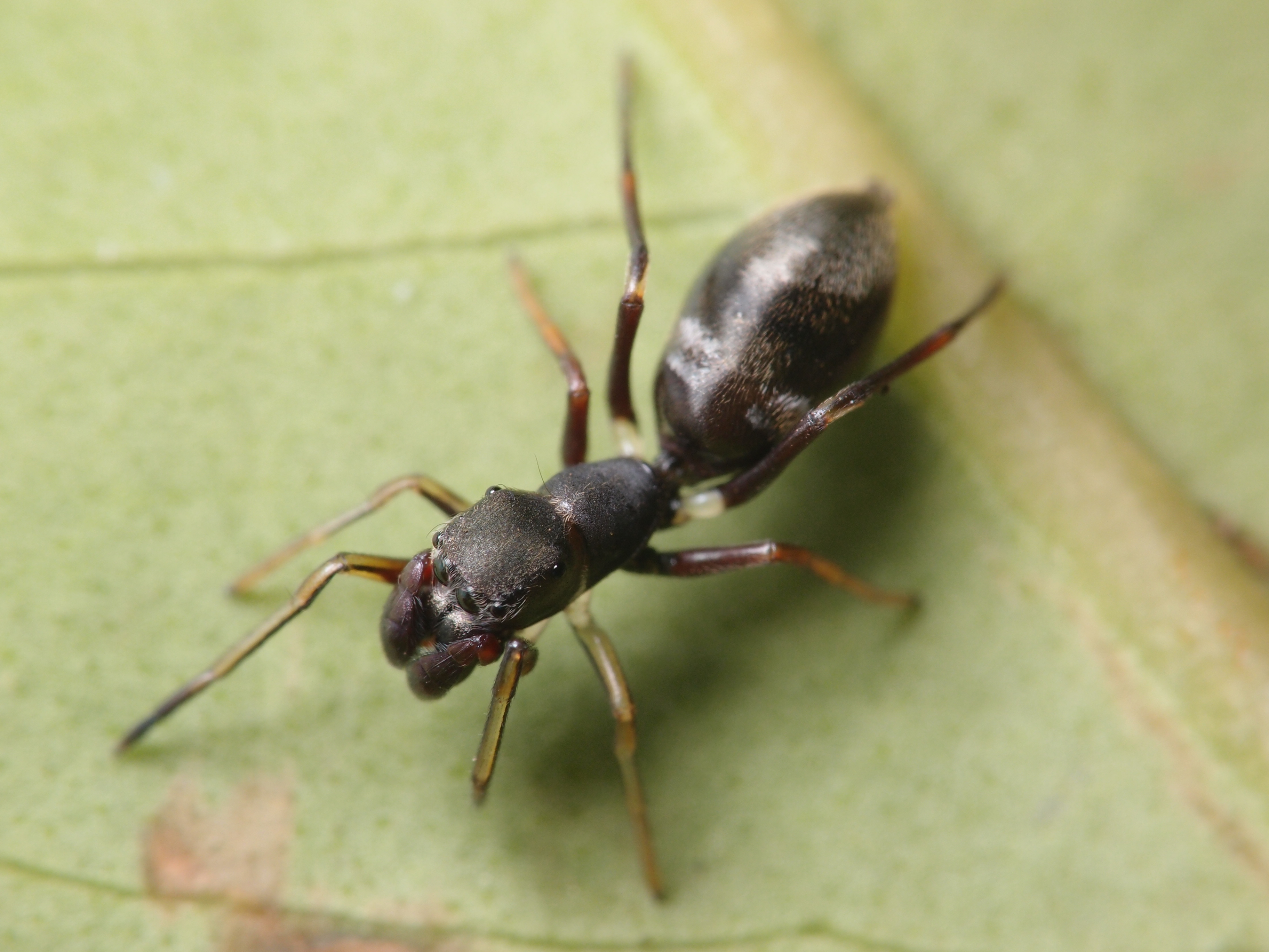 <b>一見アリにそっくりで、実はクモの一種であるアリグモ。前足をアリの触角のように振り上げるので、6本足に見える。目は前4つ、横2つ、後ろに2つと計8個付いている<br>XZ-1 / 3,648×2,736 / 1/200秒 / F8 / 0EV / ISO100 / 絞り優先AE / WB:オート / 40.8mm</b>