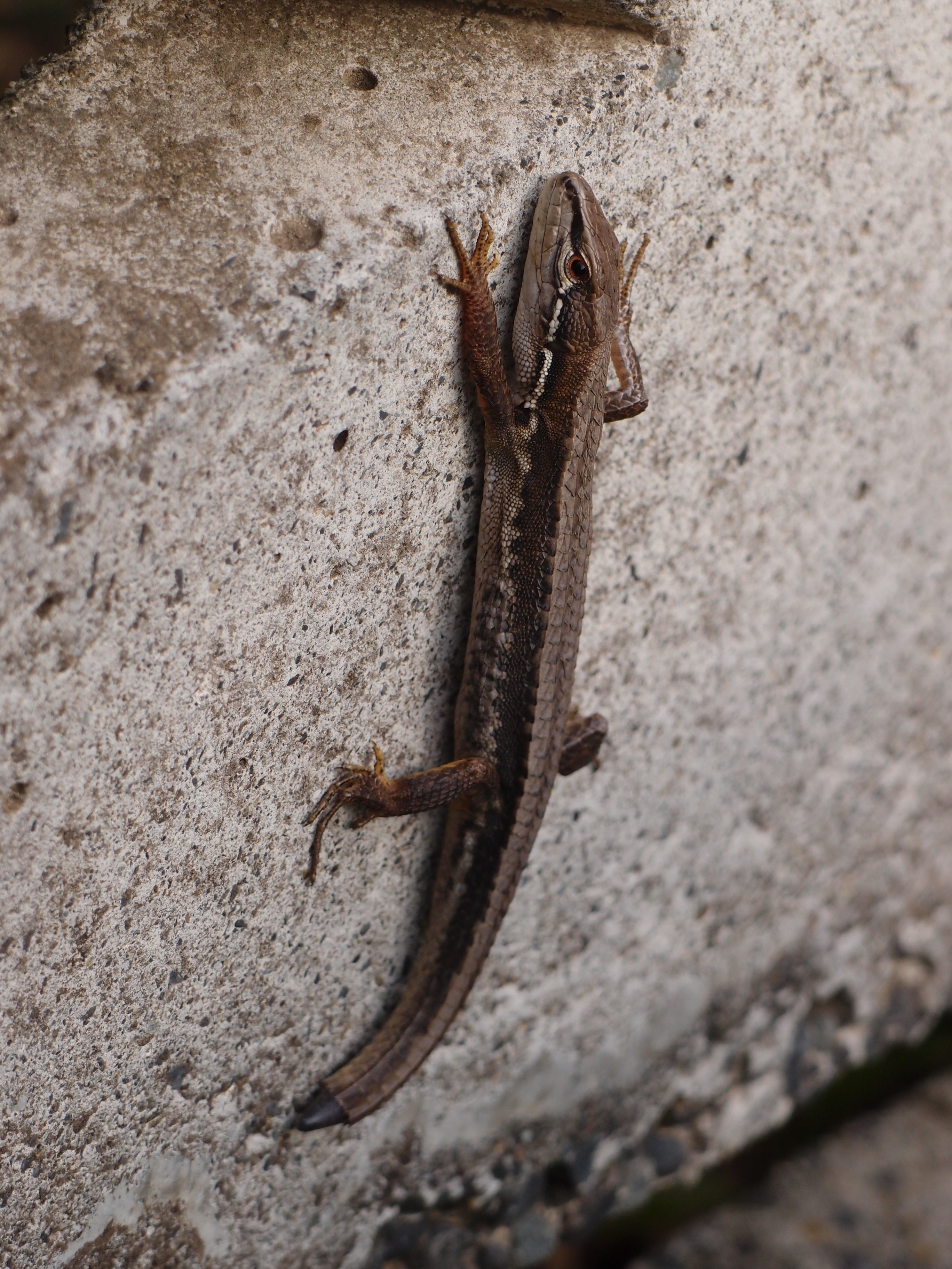 <b>同じカナヘビを、マクロコンバーターレンズを外したXZ-1の望遠マクロで撮影してみた。かなり描写力が高いのが分かる<br>XZ-1 / 2,736×3,648 / 1/200秒 / F5 / 0EV / ISO100 / 絞り優先AE / WB:オート / 40.8mm</b>