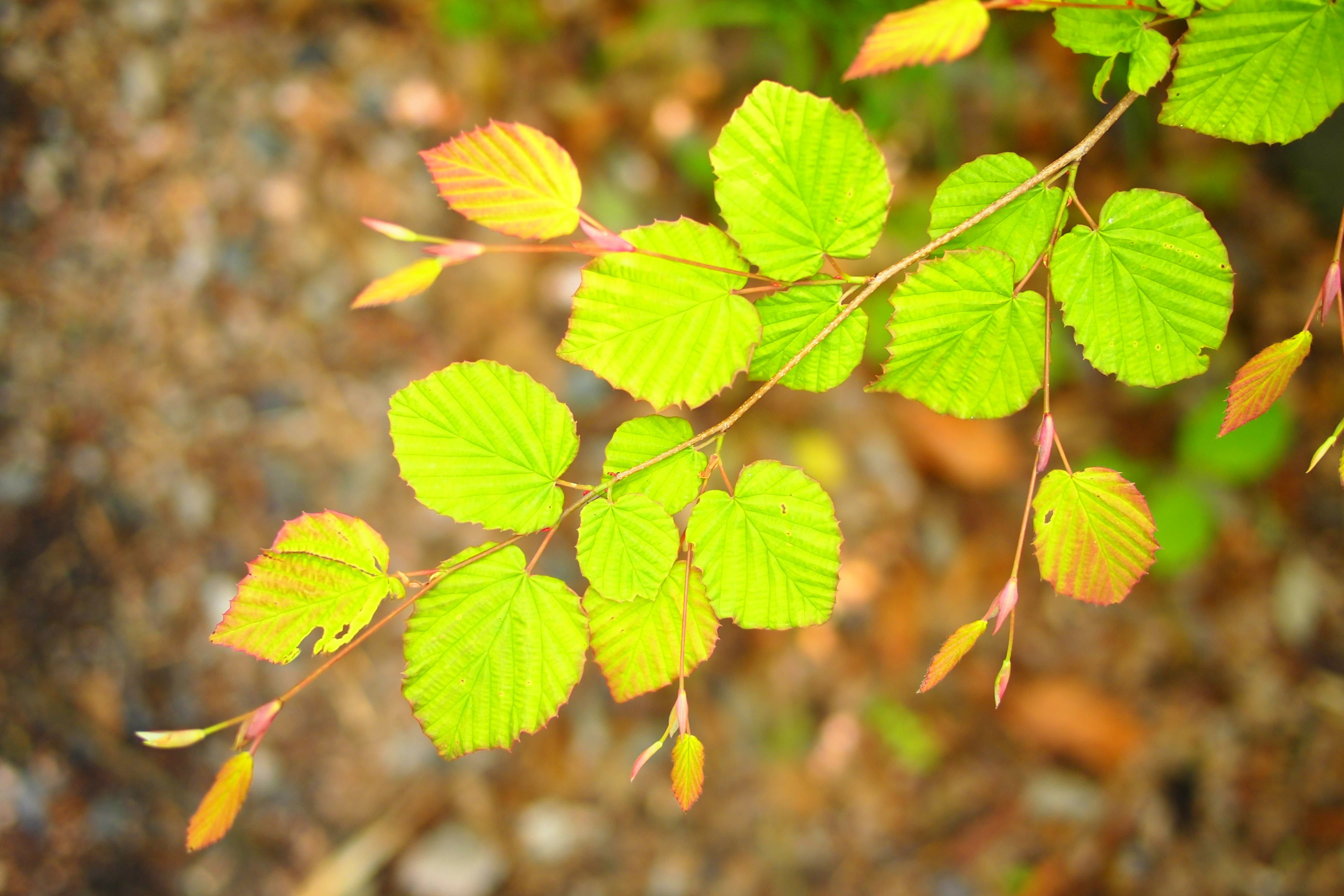 <b>ピクチャーモードのポップアートで撮ったカット。開放に近い絞り値なので四隅だけ少しアマい部分が残っている。E-PL2 / LUMIX G 20mm F1.7 ASPH. / 4,032×2,688 / 1/160秒 / F2 / 0.3EV / ISO200 / WB:太陽光</b>