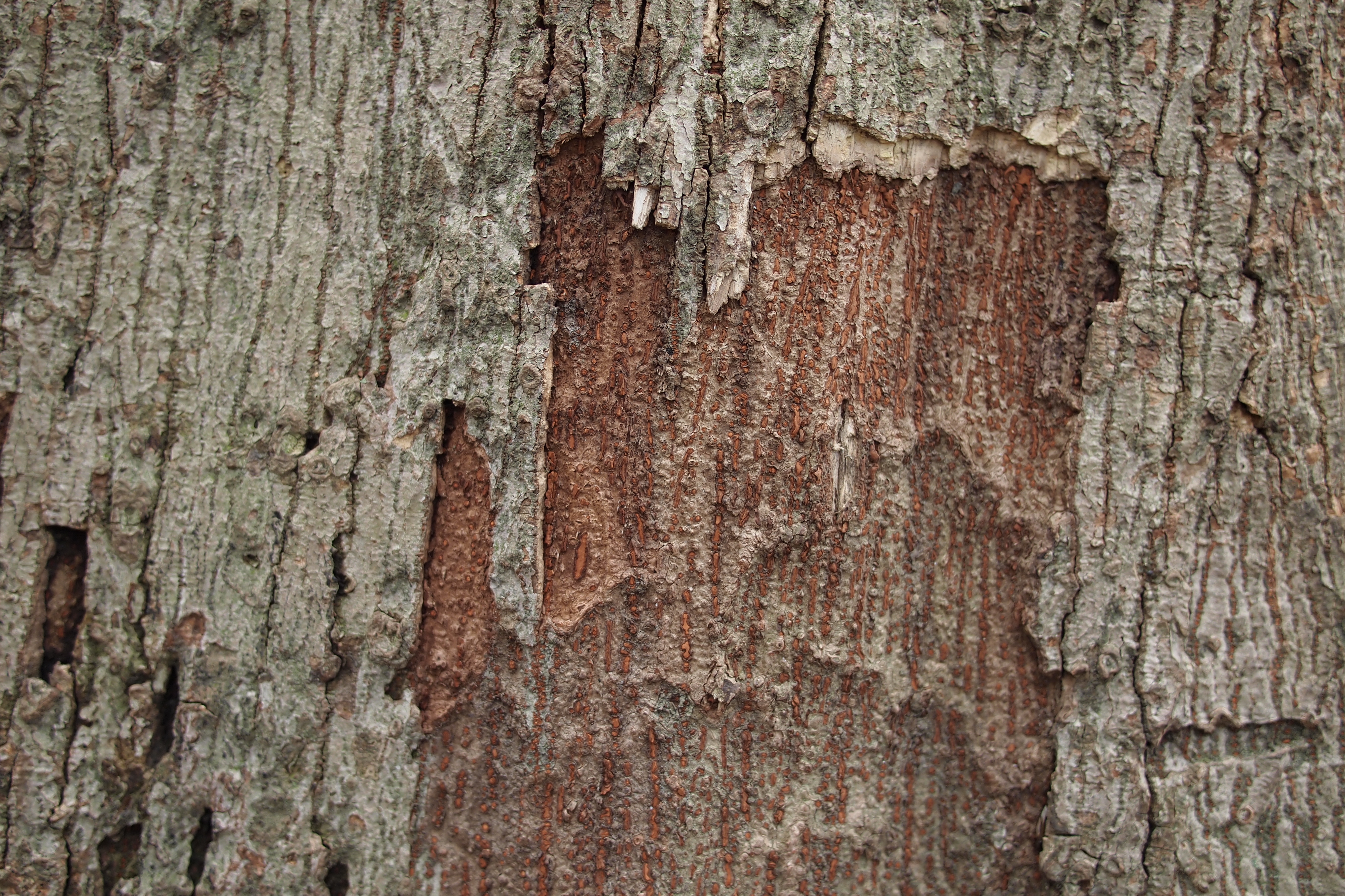 <b>画面周辺部のことを考えるとF4くらいまで絞ったほうがいいが、中心部はF2.2あたりがいちばんいいんじゃないかと思う。E-PL2 / LUMIX G 20mm F1.7 ASPH. / 4,032×2,688 / 1/25秒 / F2.2 / -0.3EV / ISO200 / WB:太陽光</b>