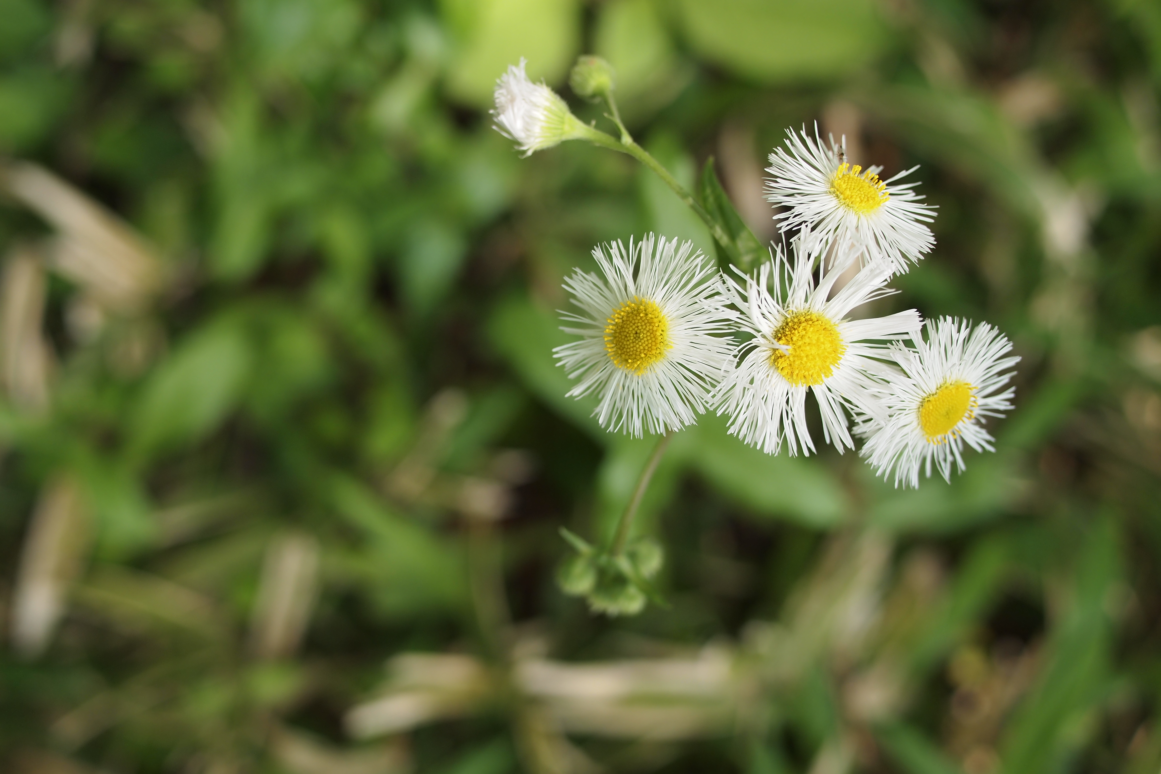 <b>最大撮影倍率は0.13倍だが、画面サイズが小さい分だけアップがねらいやすいのが便利のいいところ。E-PL2 / LUMIX G 20mm F1.7 ASPH. / 4,032×2,688 / 1/640秒 / F2.8 / -0.3EV / ISO200 / WB:太陽光</b>