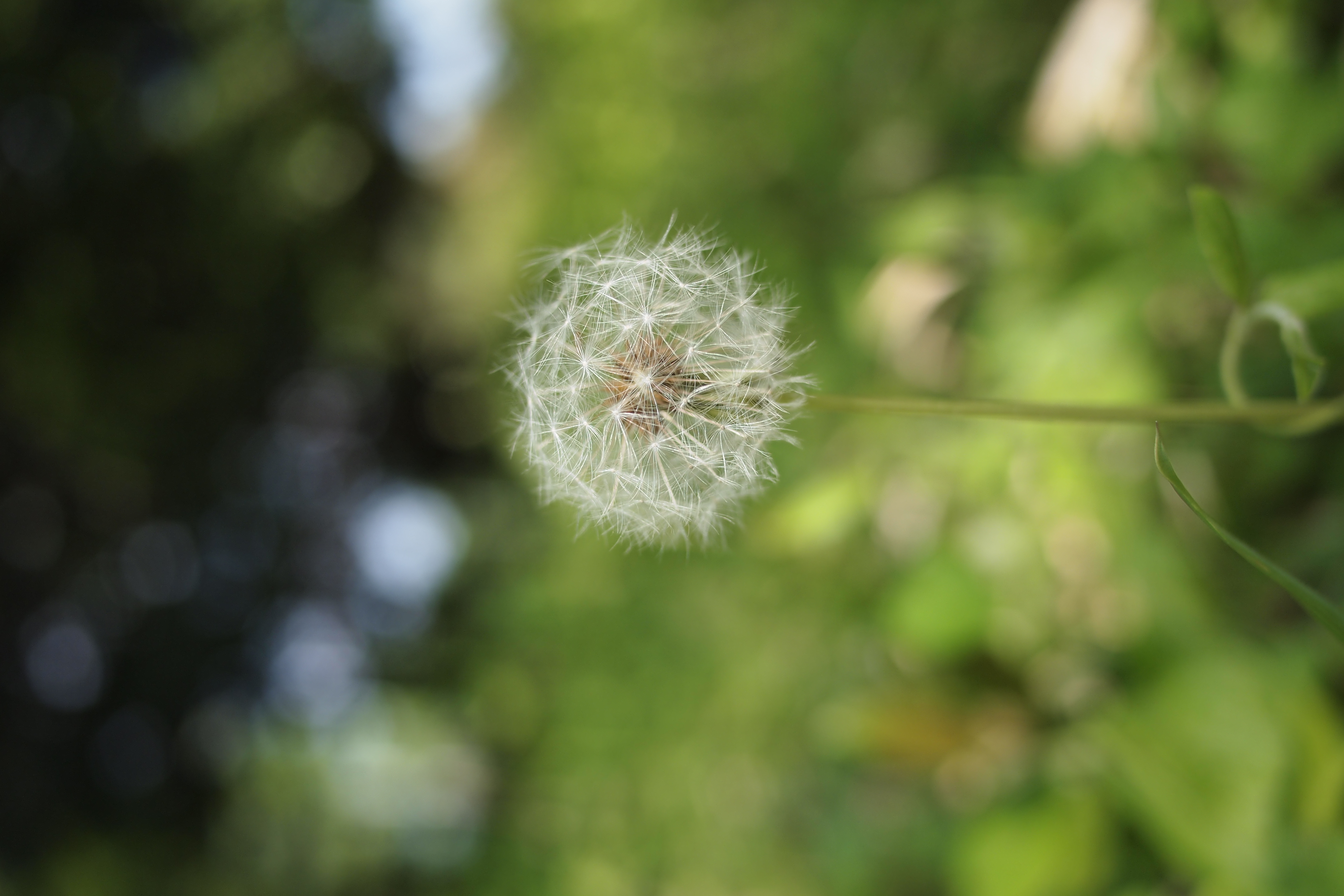<b>タンポポのワタボウシに寄ってみた。クローズアップレンズ買ったら楽しめそうな気がしてきた。E-PL2 / LUMIX G 20mm F1.7 ASPH. / 4,032×2,688 / 1/1,250秒 / F2.2 / 0EV / ISO200 / WB:太陽光</b>