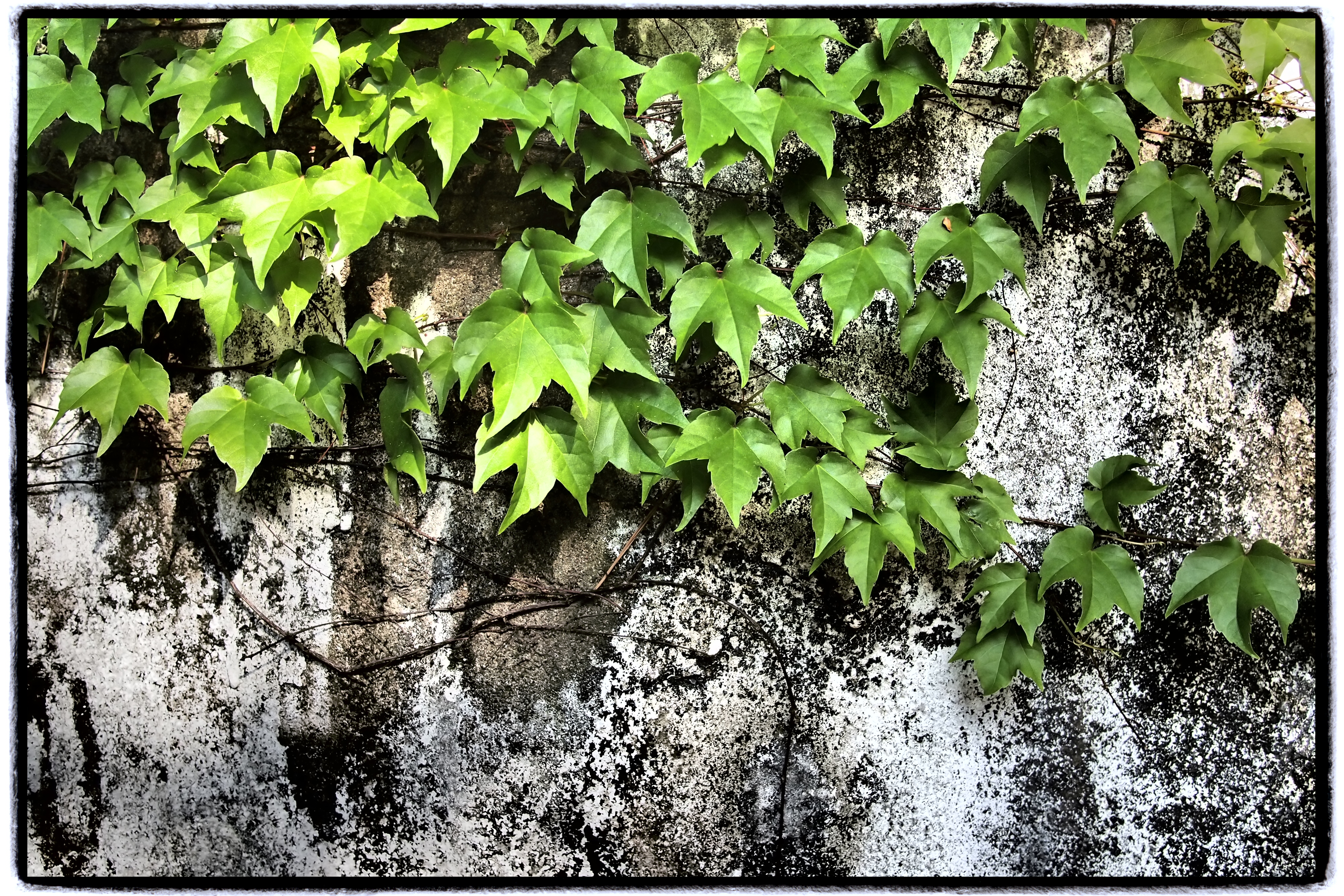 <b>あまりそれらしい雰囲気が出ていないけれど、これもドラマチックトーン+フレーム効果。フレームだけっていうのも欲しいかも。E-PL2 / LUMIX G 20mm F1.7 ASPH. / 4,032×2,688 / 1/320秒 / F2.8 / -0.7EV / ISO200 / WB:太陽光</b>