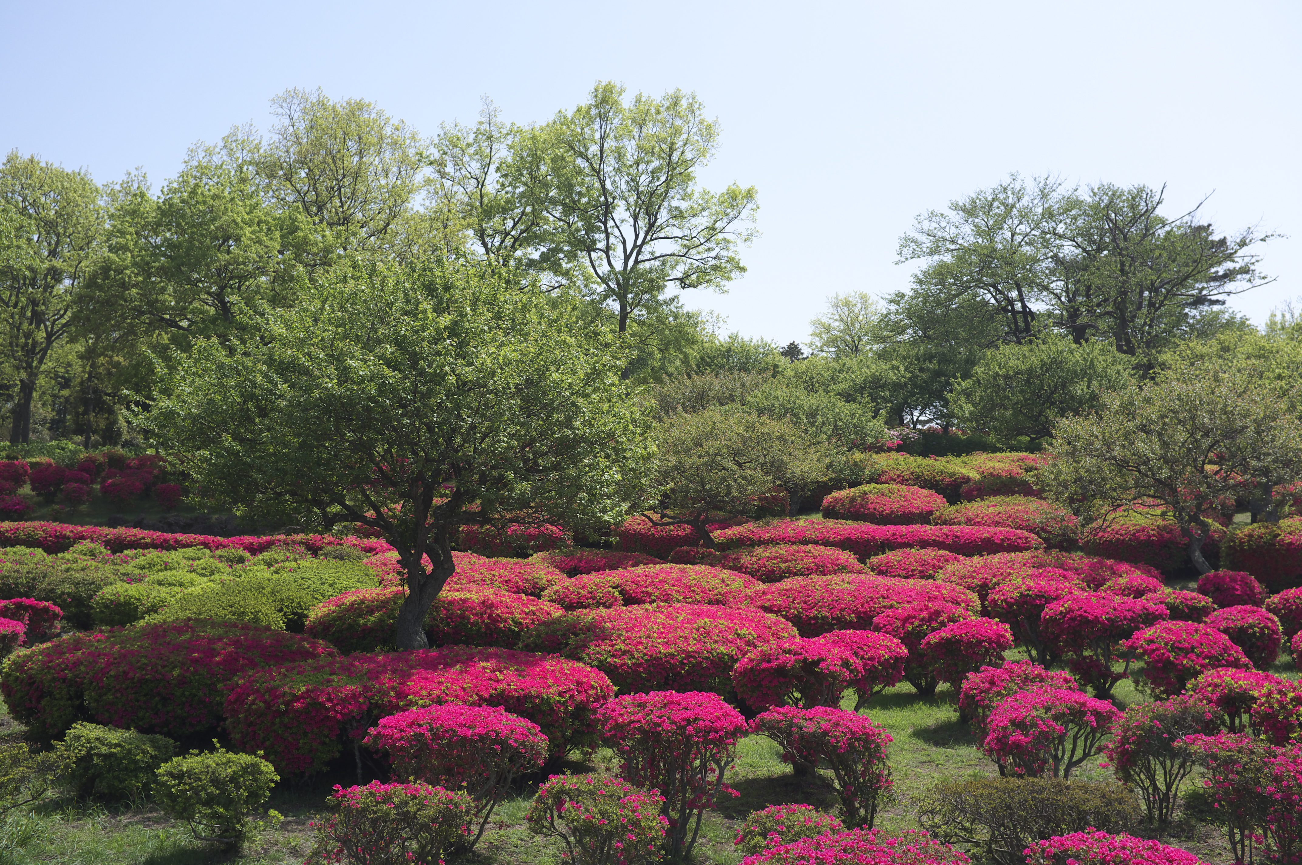 <b>RFCE/ストレート現像</b>