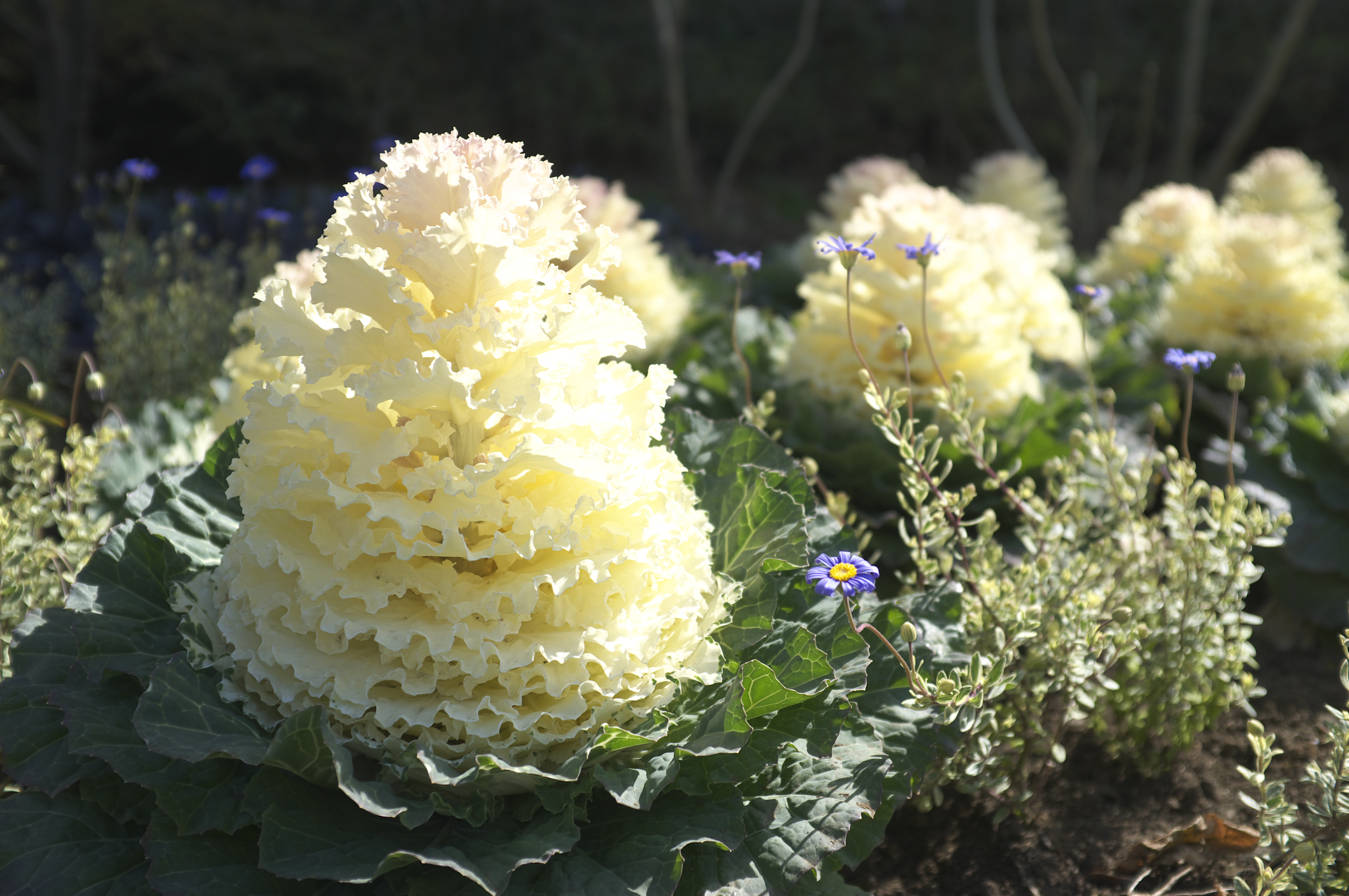 <b>RFCE/ストレート現像</b>