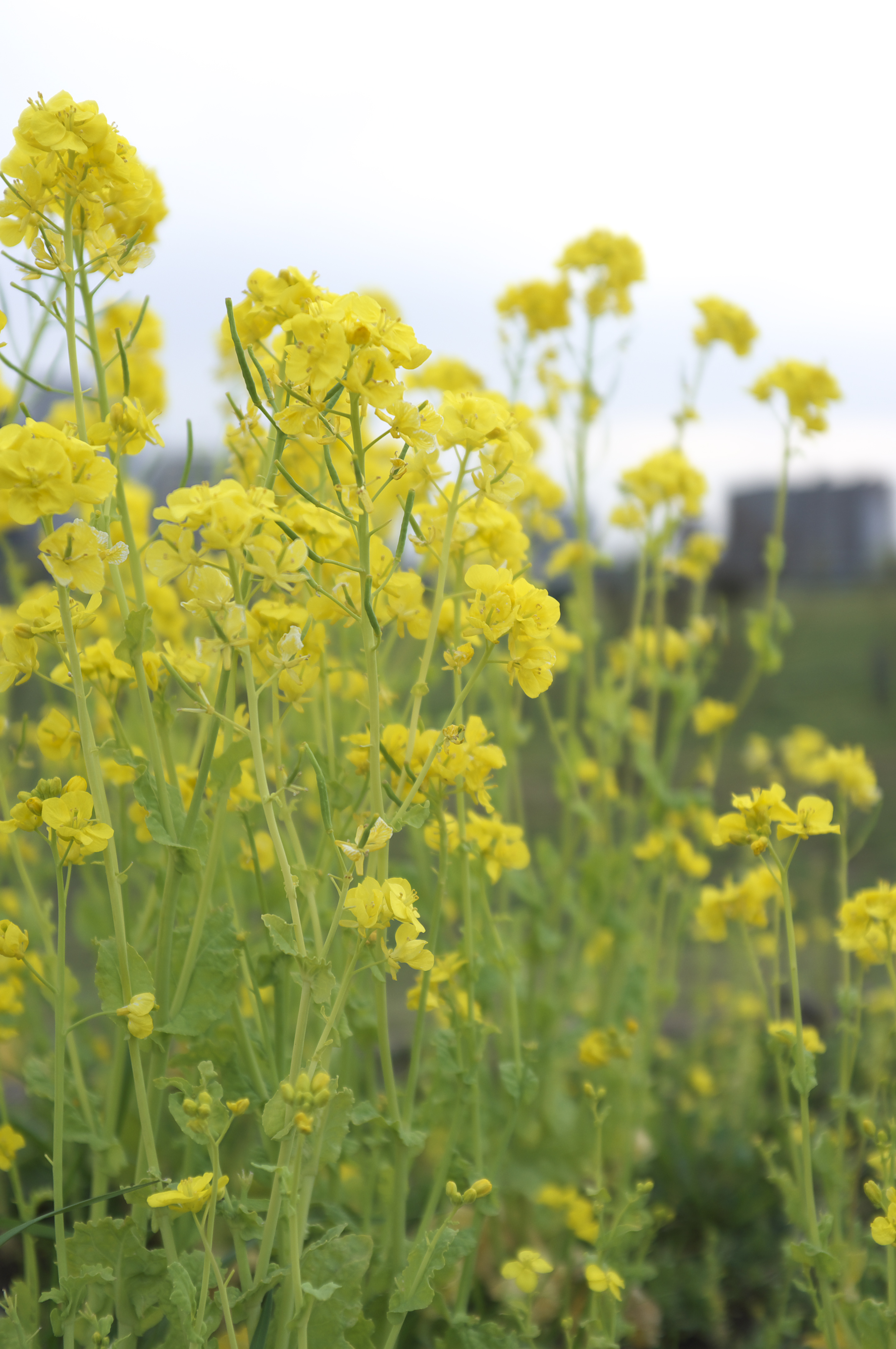 <b>フィルム調P</b>