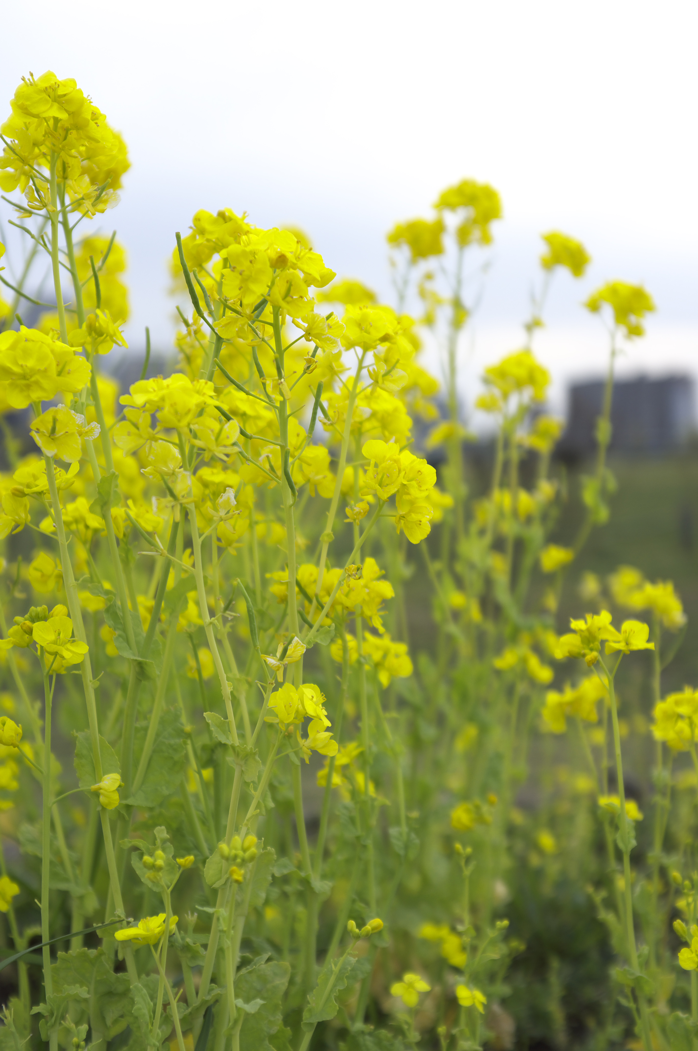 <b>フィルム調V1</b>