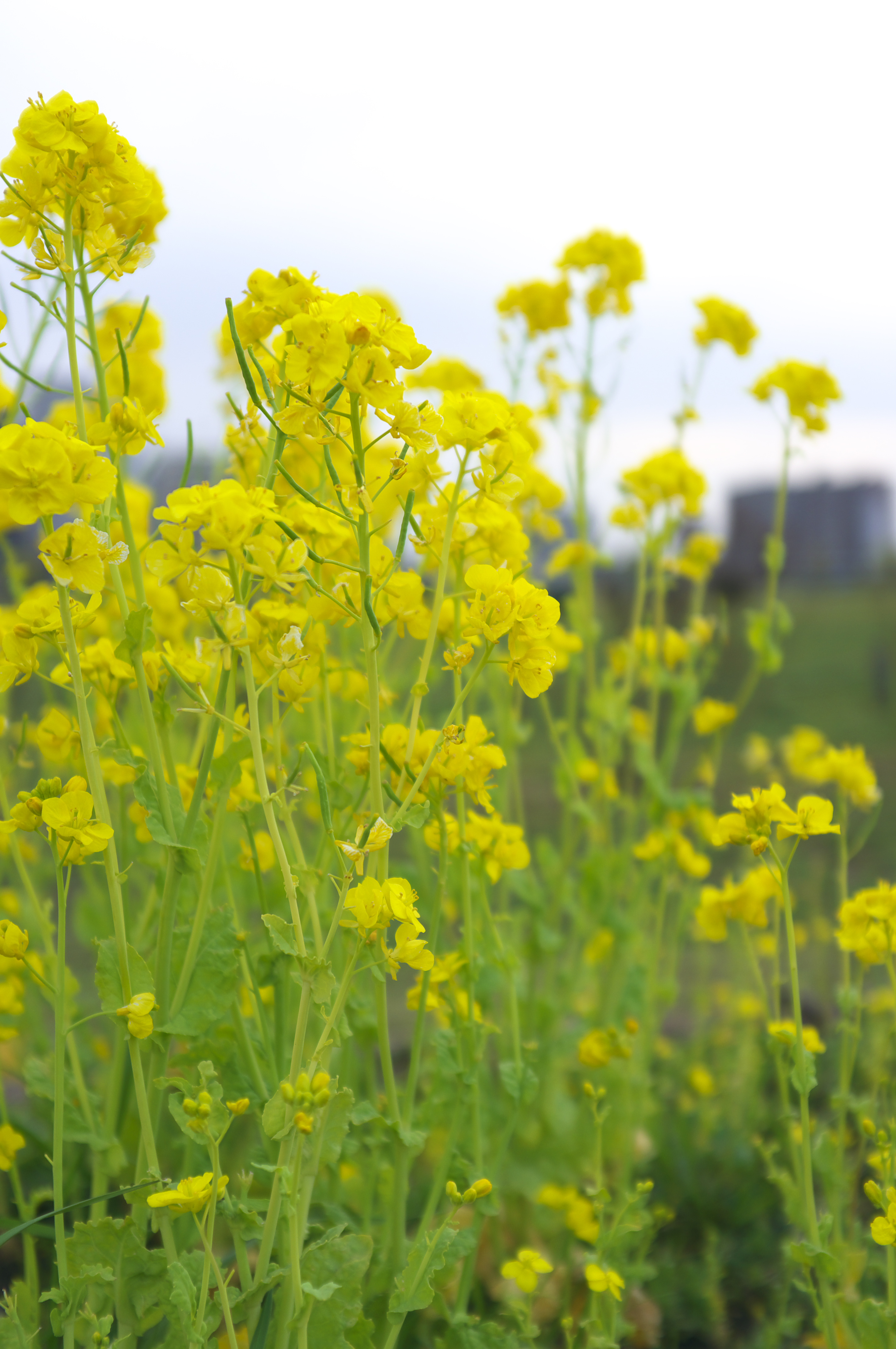 <b>フィルム調V2</b>