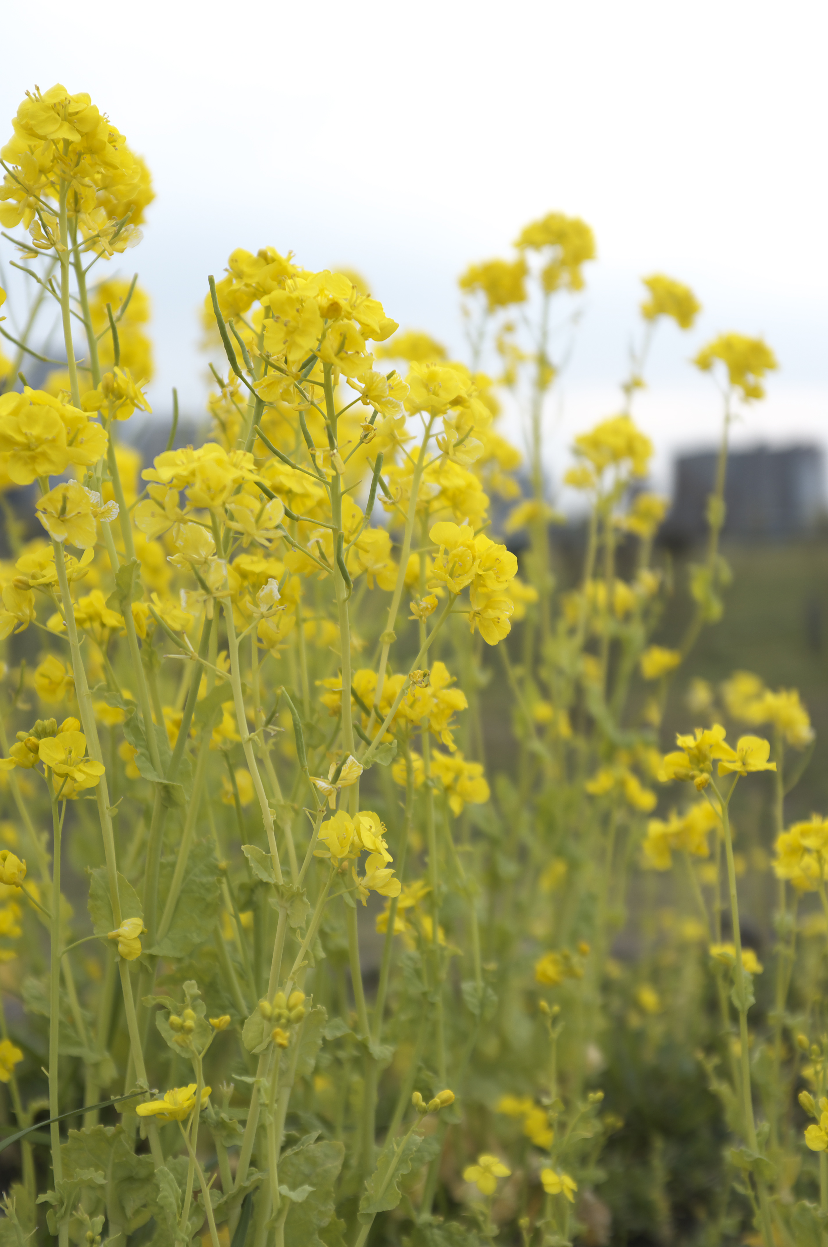 <b>フィルム調A</b>