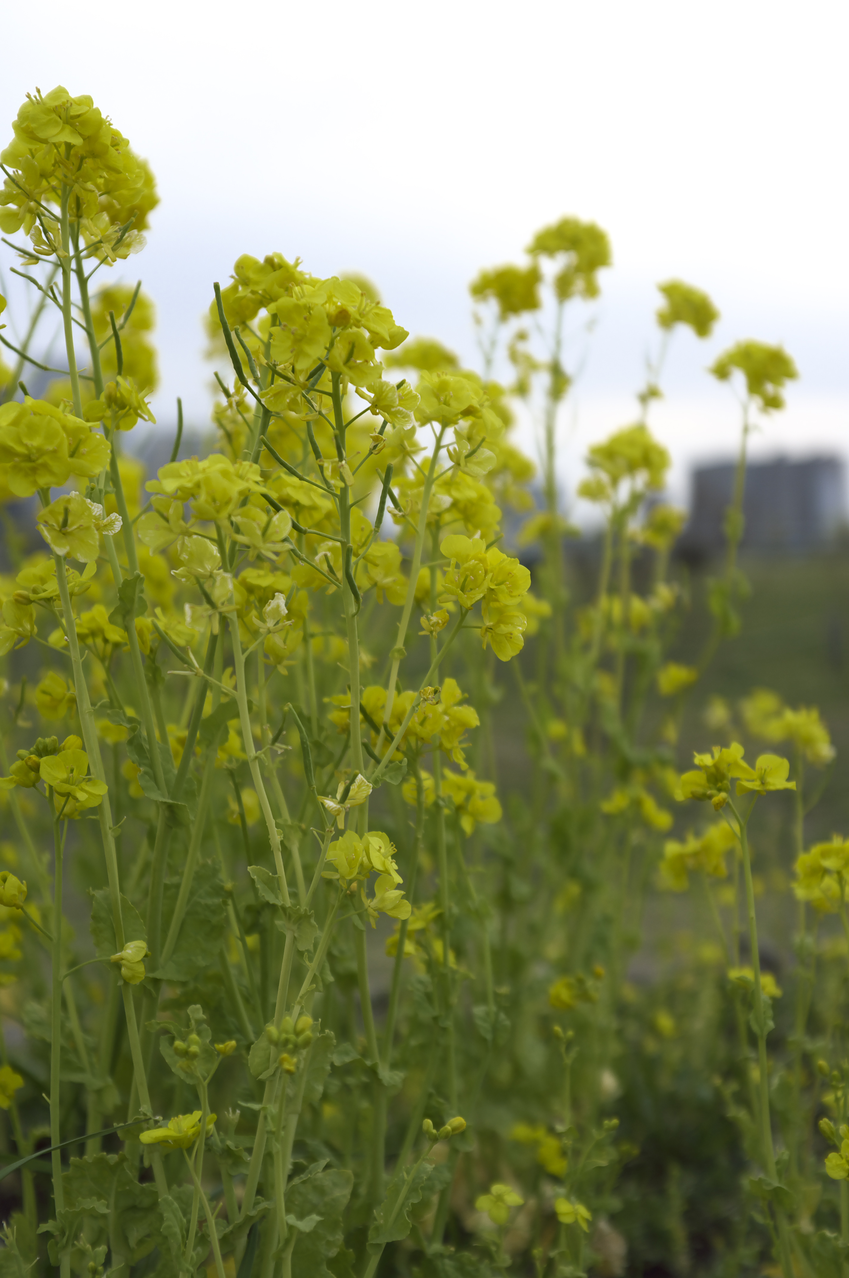 <b>フィルム調K</b>