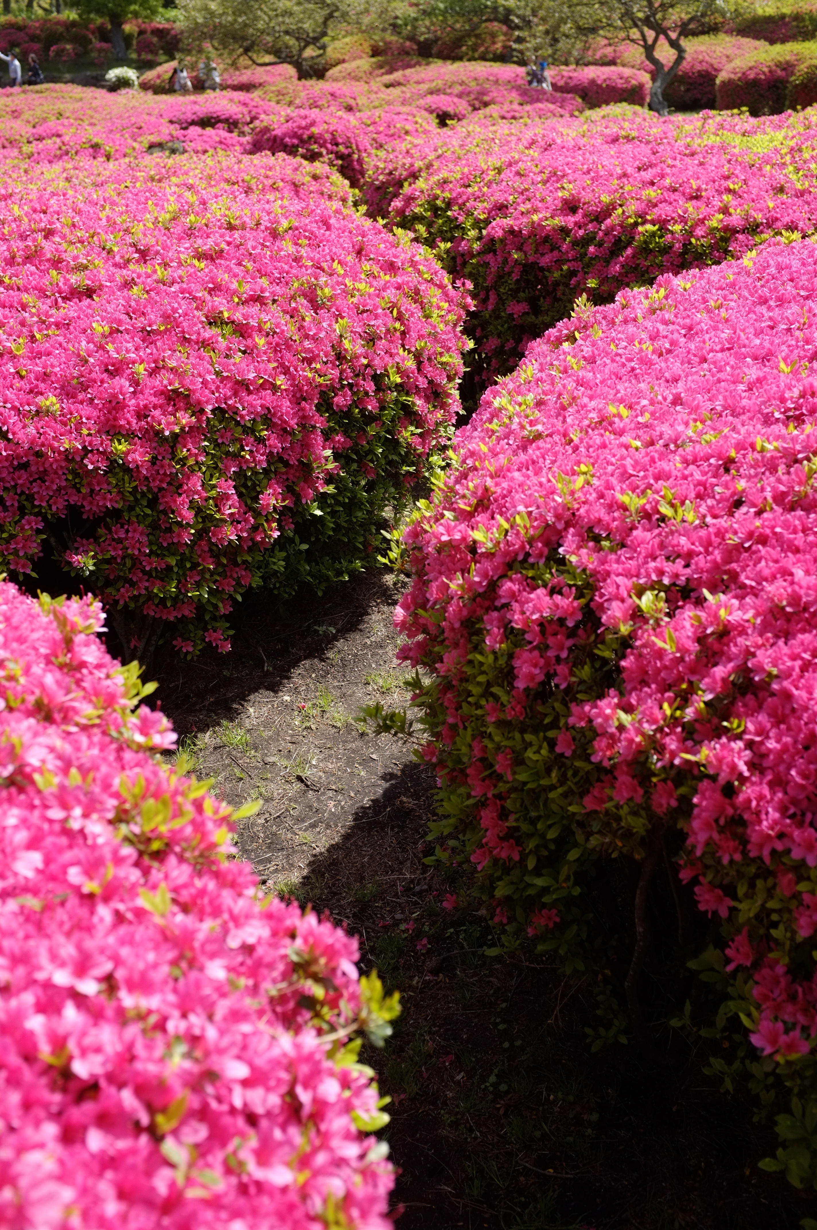 <b>アスティア</b>