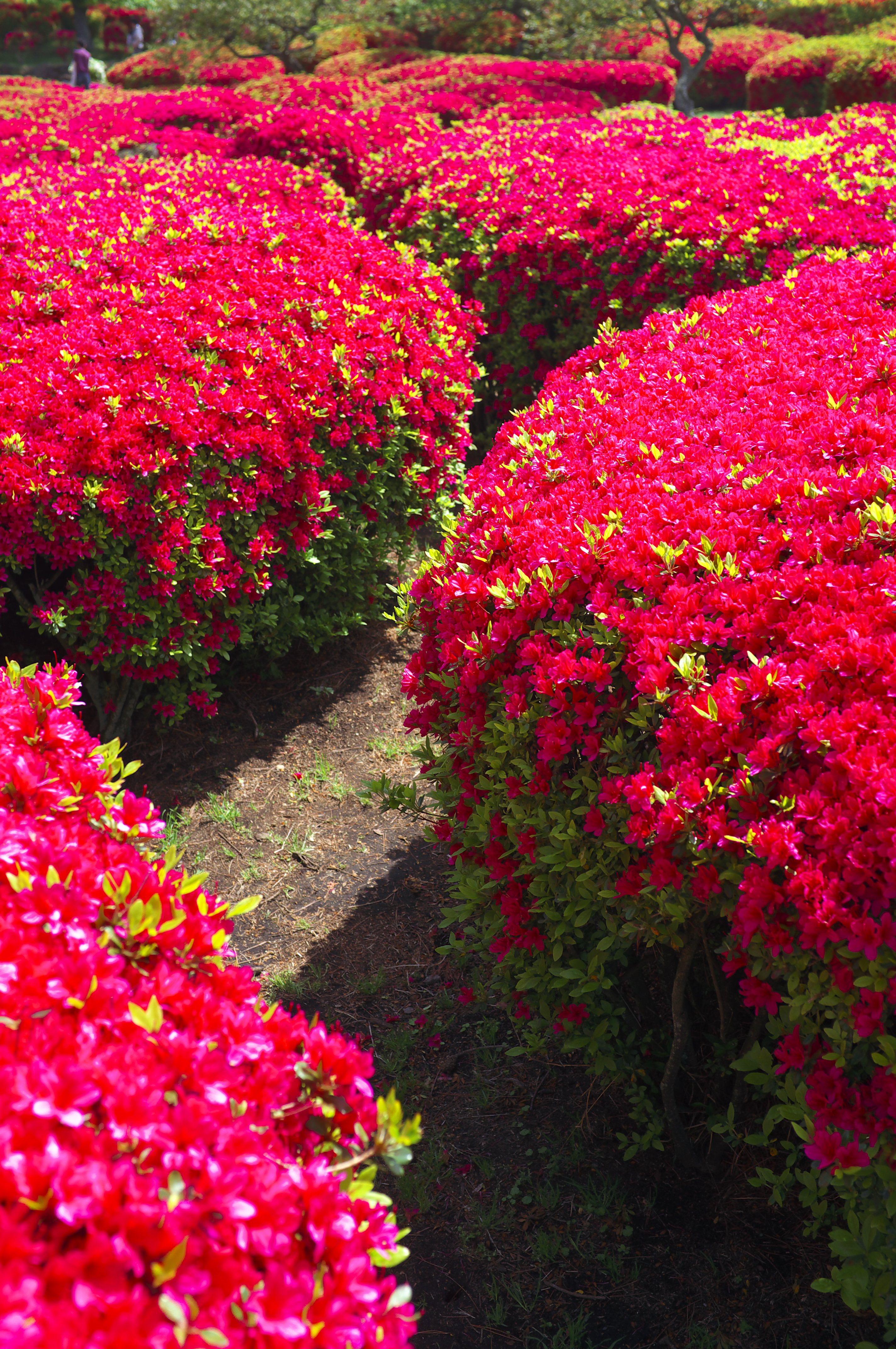 <b>フィルム調V2</b>