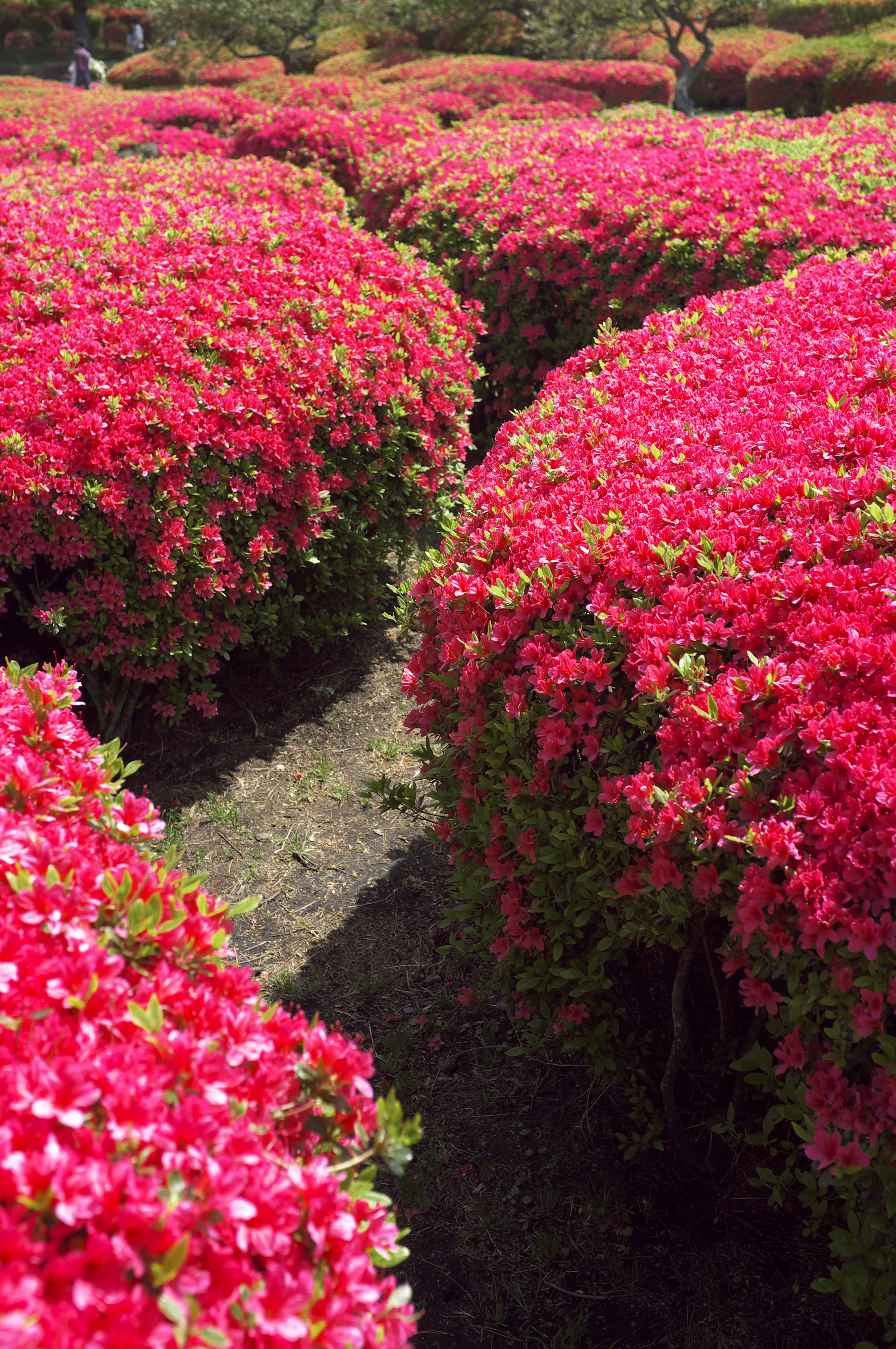 <b>フィルム調K</b>