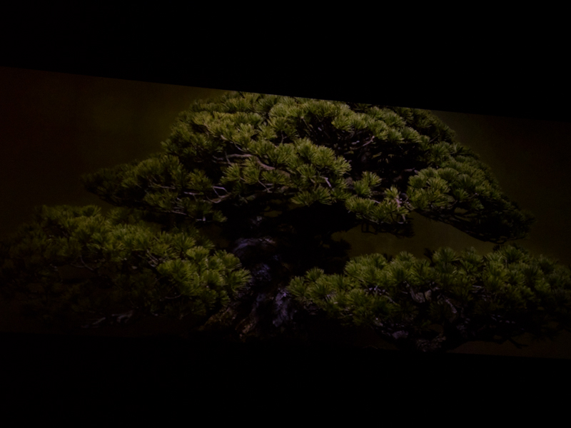 <b>盆栽をテーマとした作品集「FORM」。「日本的なものとは何か」との疑問を出発点とし、「松」をモチーフに選んだという</b>