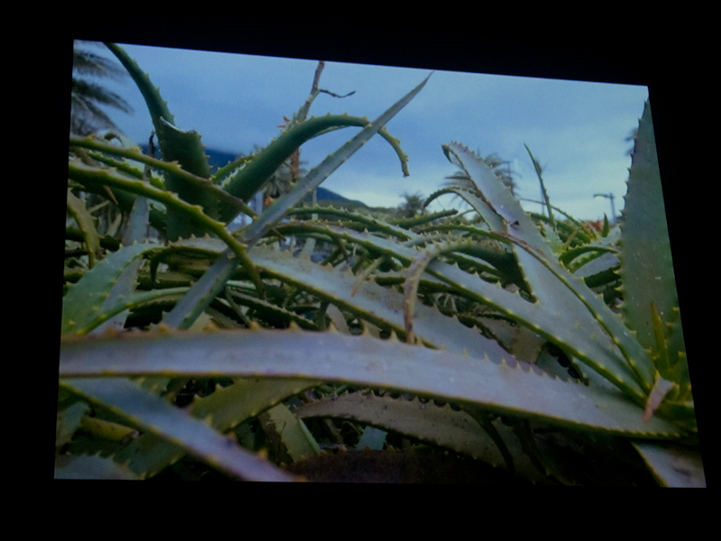 <b>八丈島の各地を回った牧野氏の作品の一部。「旅は通過点」と話した</b>