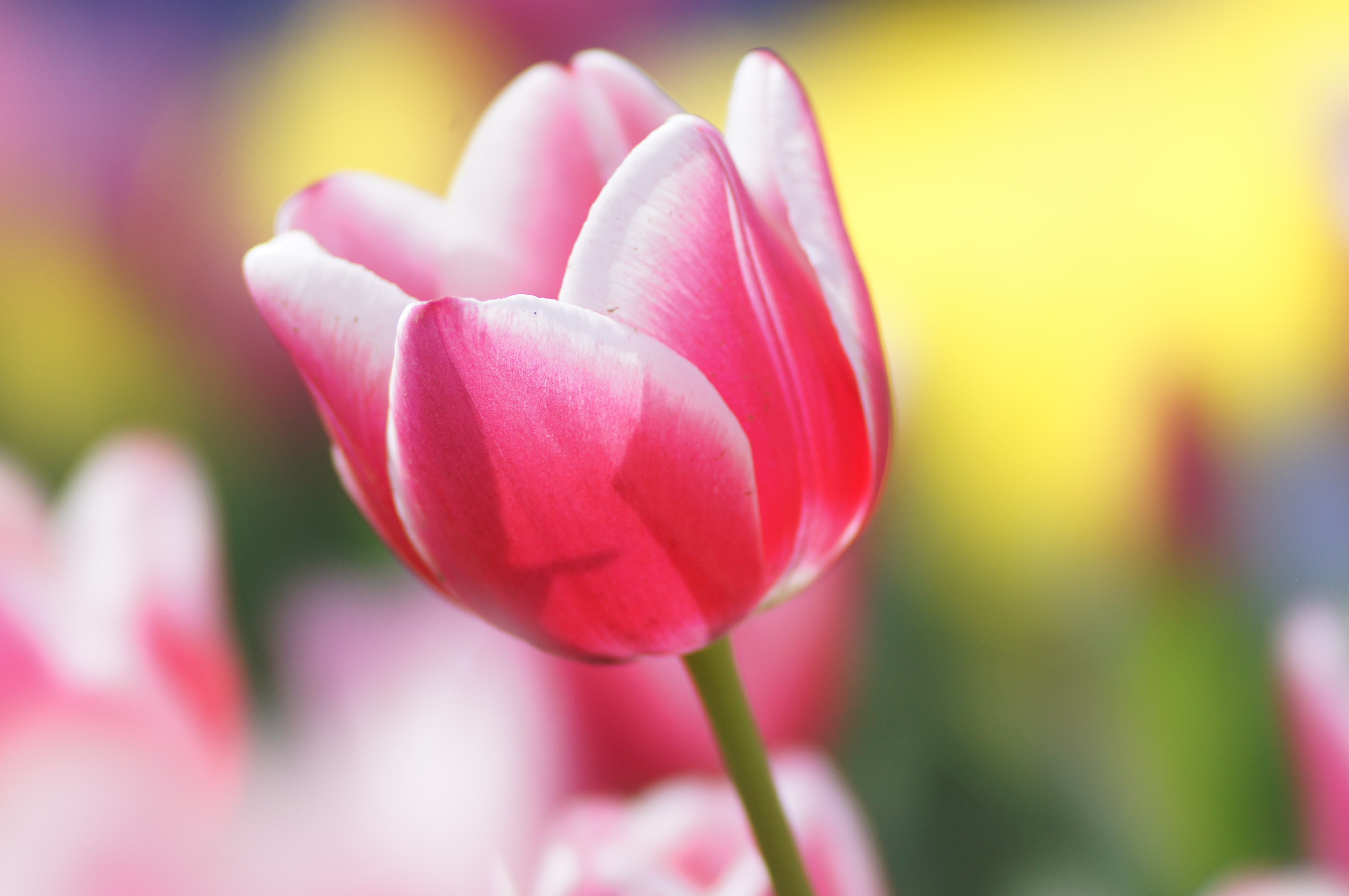 <b>α55 / STF 135/2.8[T4.5] / 4,912×3,264 / 1/250秒 / F4.5 / +0.7EV / ISO250 / 絞り優先AE / WB:オート / 135mm</b>