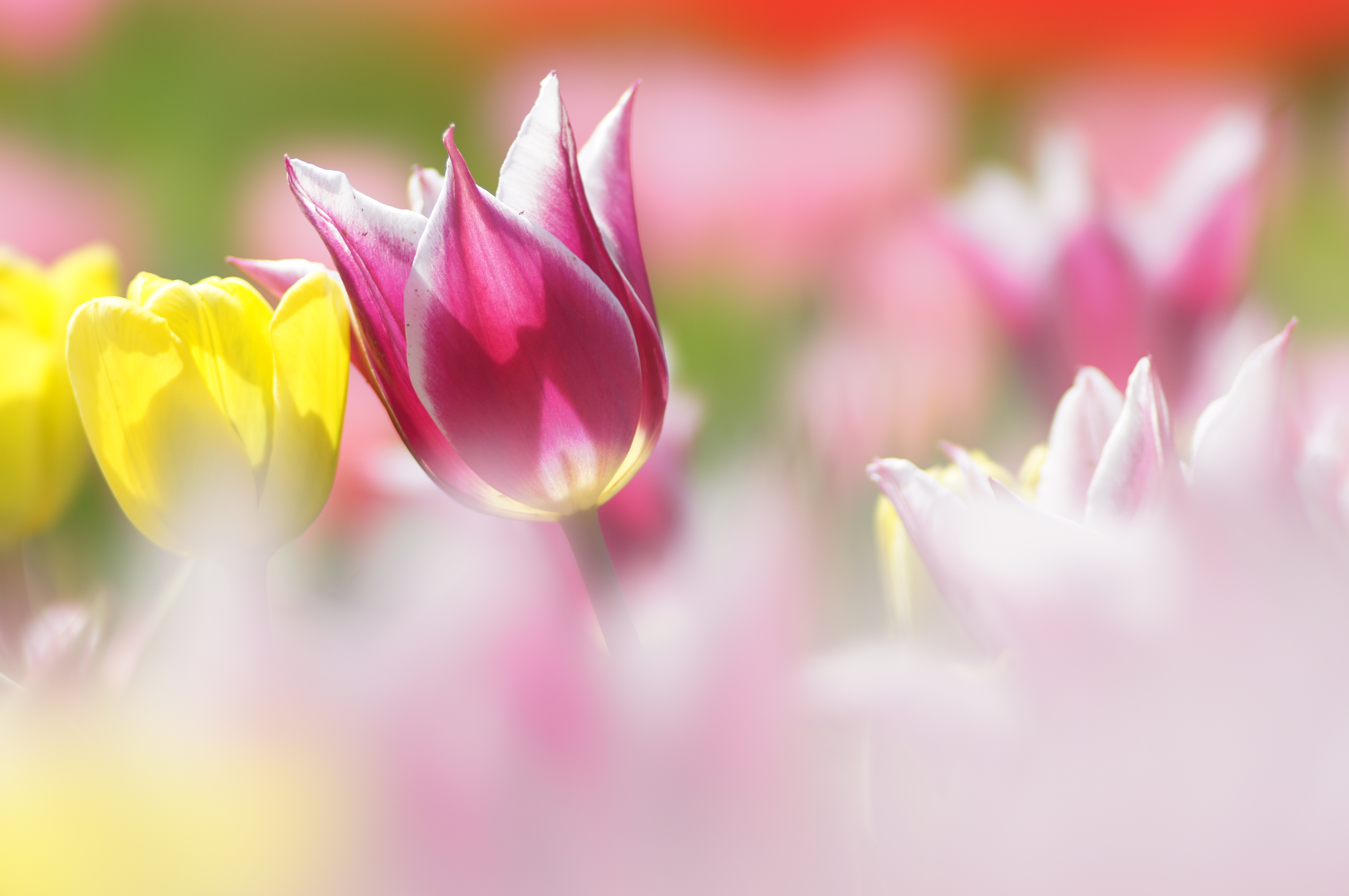 <b>α55 / STF 135/2.8[T4.5] / 4,912×3,264 / 1/250秒 / F4.5 / +1EV / ISO100 / 絞り優先AE / WB:オート / 135mm</b>