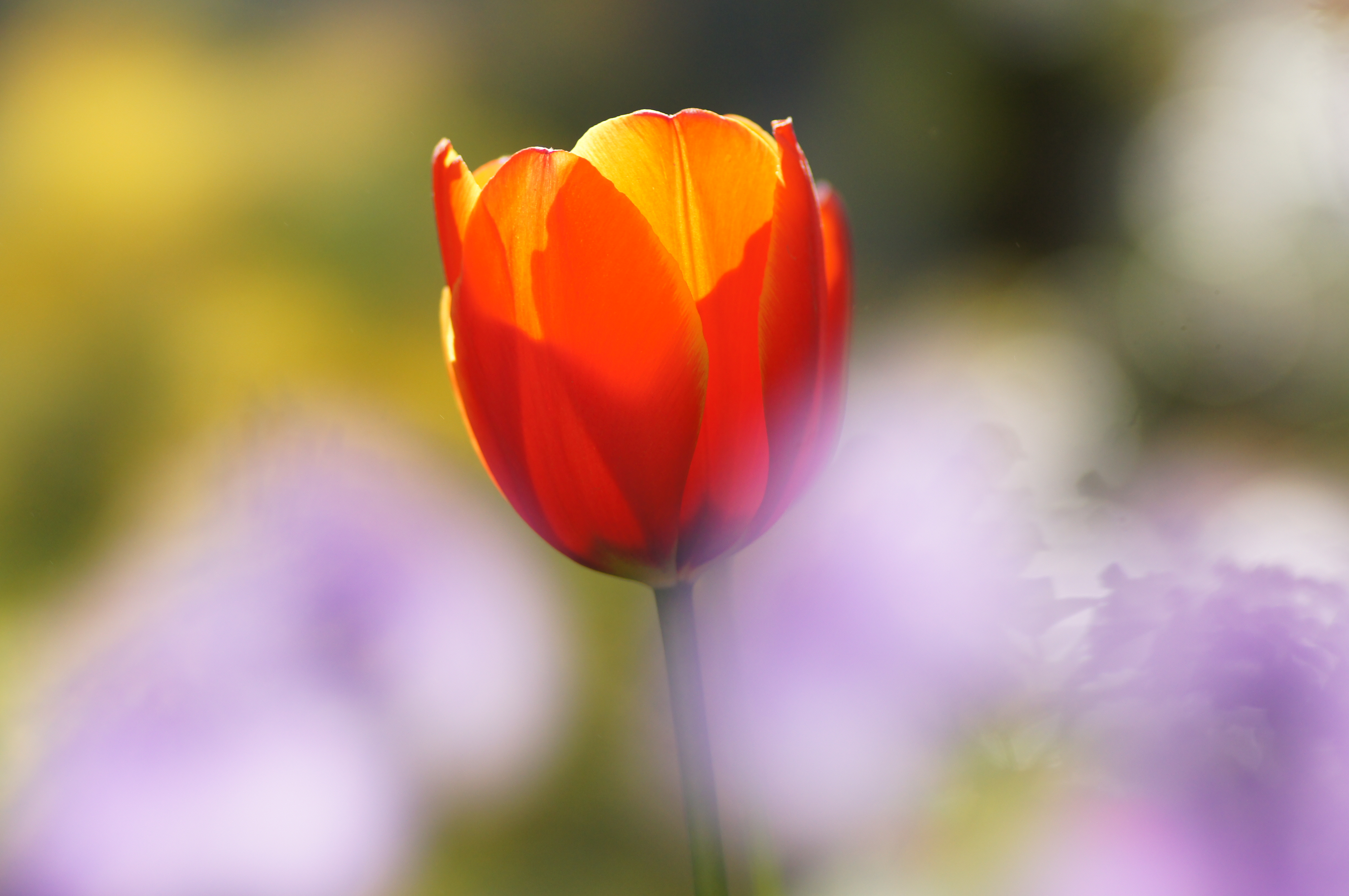 <b>α55 / STF 135/2.8[T4.5] / 4,912×3,264 / 1/500秒 / F4.5 / +0.3EV / ISO400 / 絞り優先AE / WB:オート / 135mm</b>