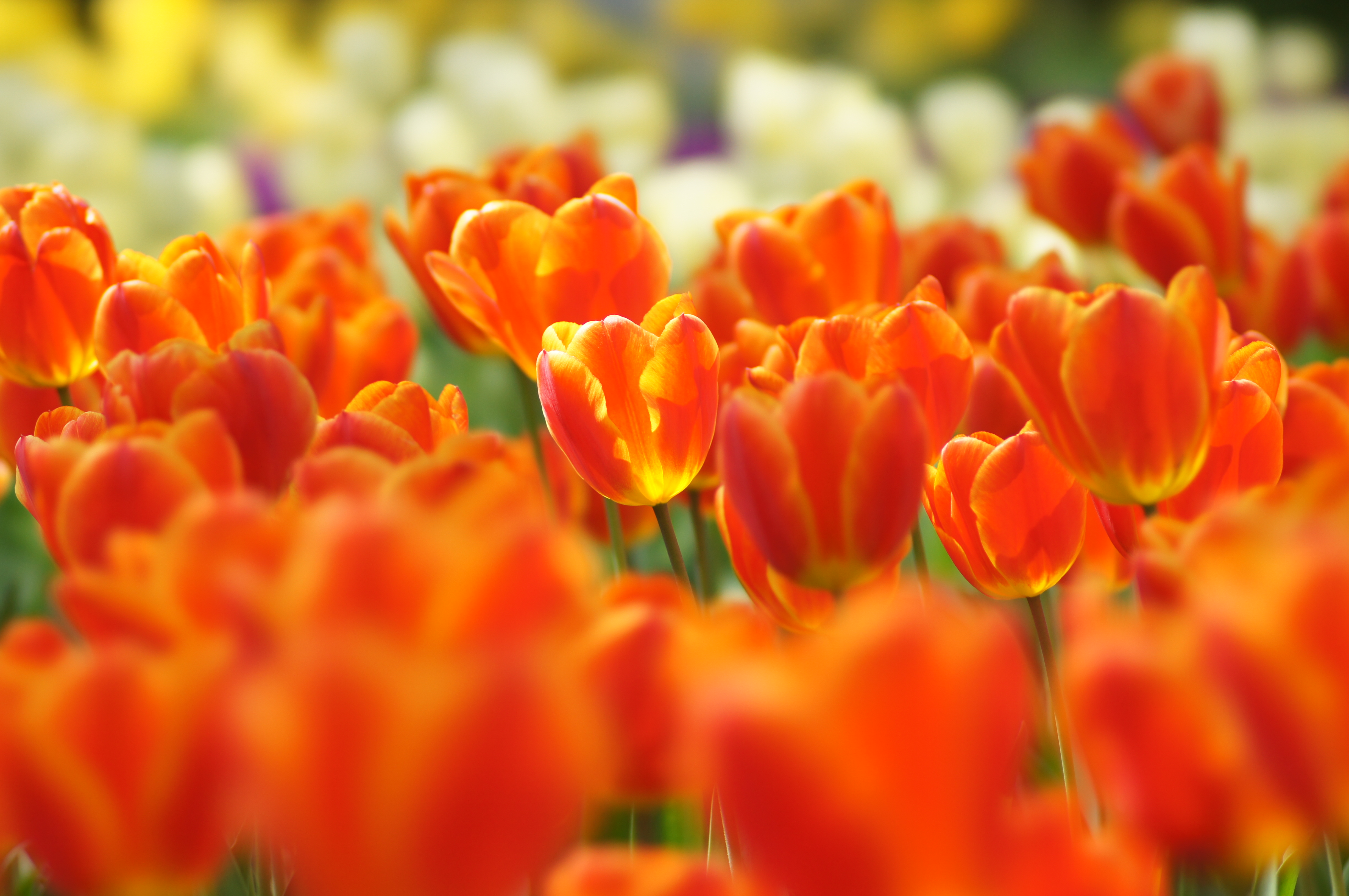 <b>α55 / STF 135/2.8[T4.5] / 4,912×3,264 / 1/200秒 / F4.5 / +0.7EV / ISO200 / 絞り優先AE / WB:オート / 135mm</b>