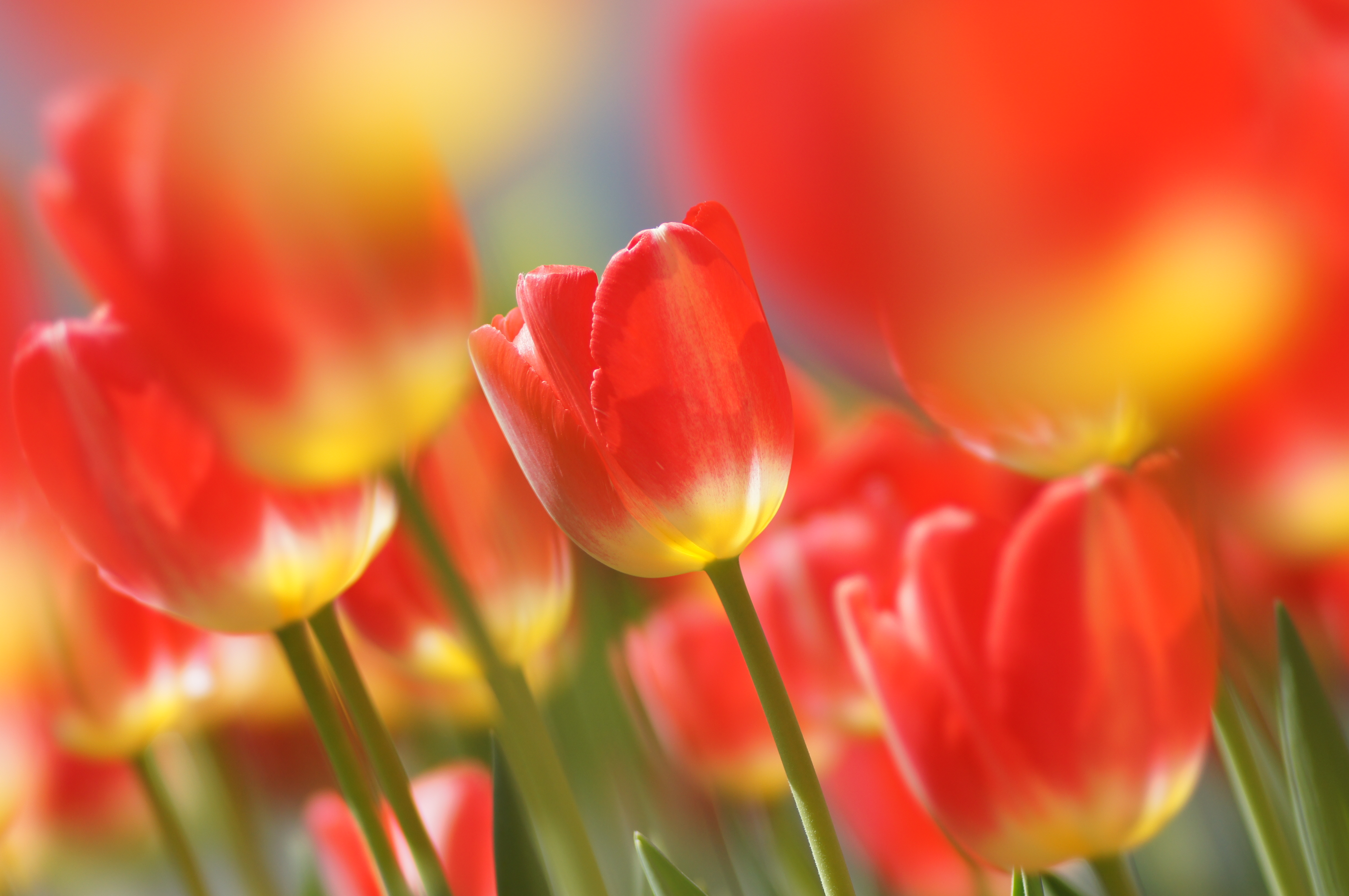 <b>α55 / STF 135/2.8[T4.5] / 4,912×3,264 / 1/500秒 / F4.5 / +0.3EV / ISO200 / 絞り優先AE / WB:オート / 135mm</b>