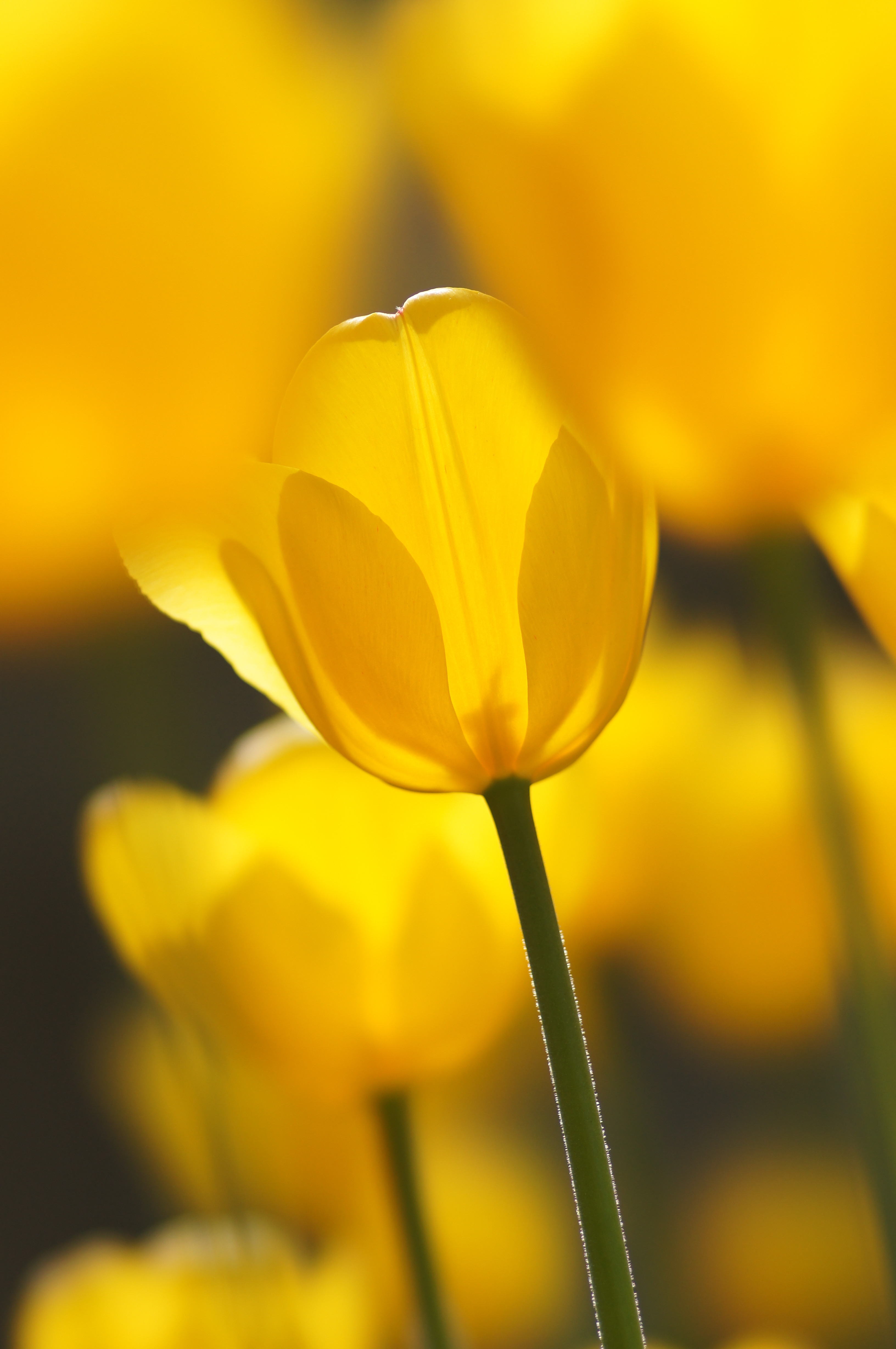 <b>α55 / STF 135/2.8[T4.5] / 3,264×4,912 / 1/640秒 / F4.5 / +0.7EV / ISO200 / 絞り優先AE / WB:オート / 135mm</b>