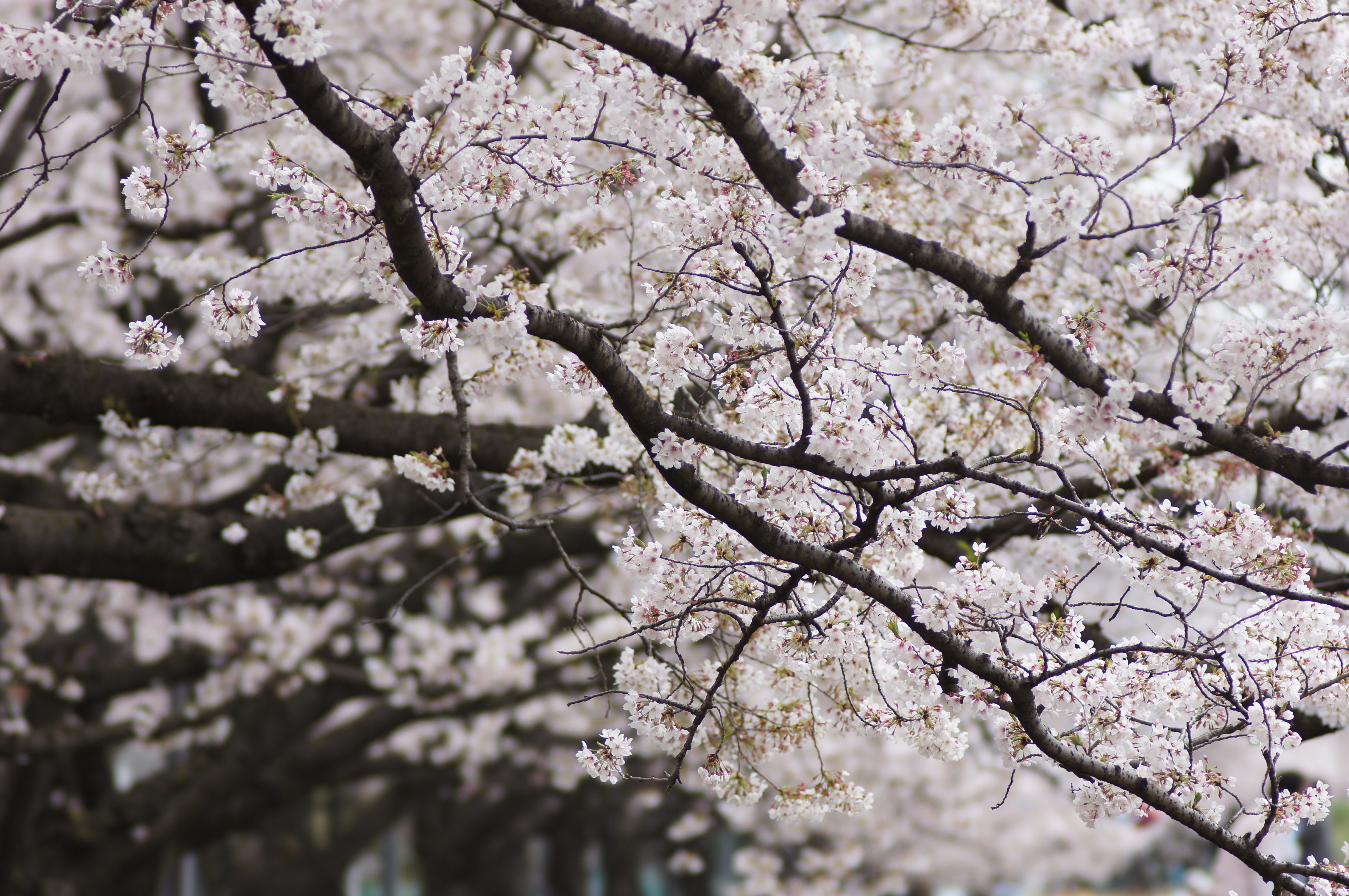 <b>α55 / STF 135/2.8[T4.5] / 4,912×3,264 / 1/320秒 / F5 / 0EV / ISO100 / 絞り優先AE / WB:太陽光 / 135mm</b>