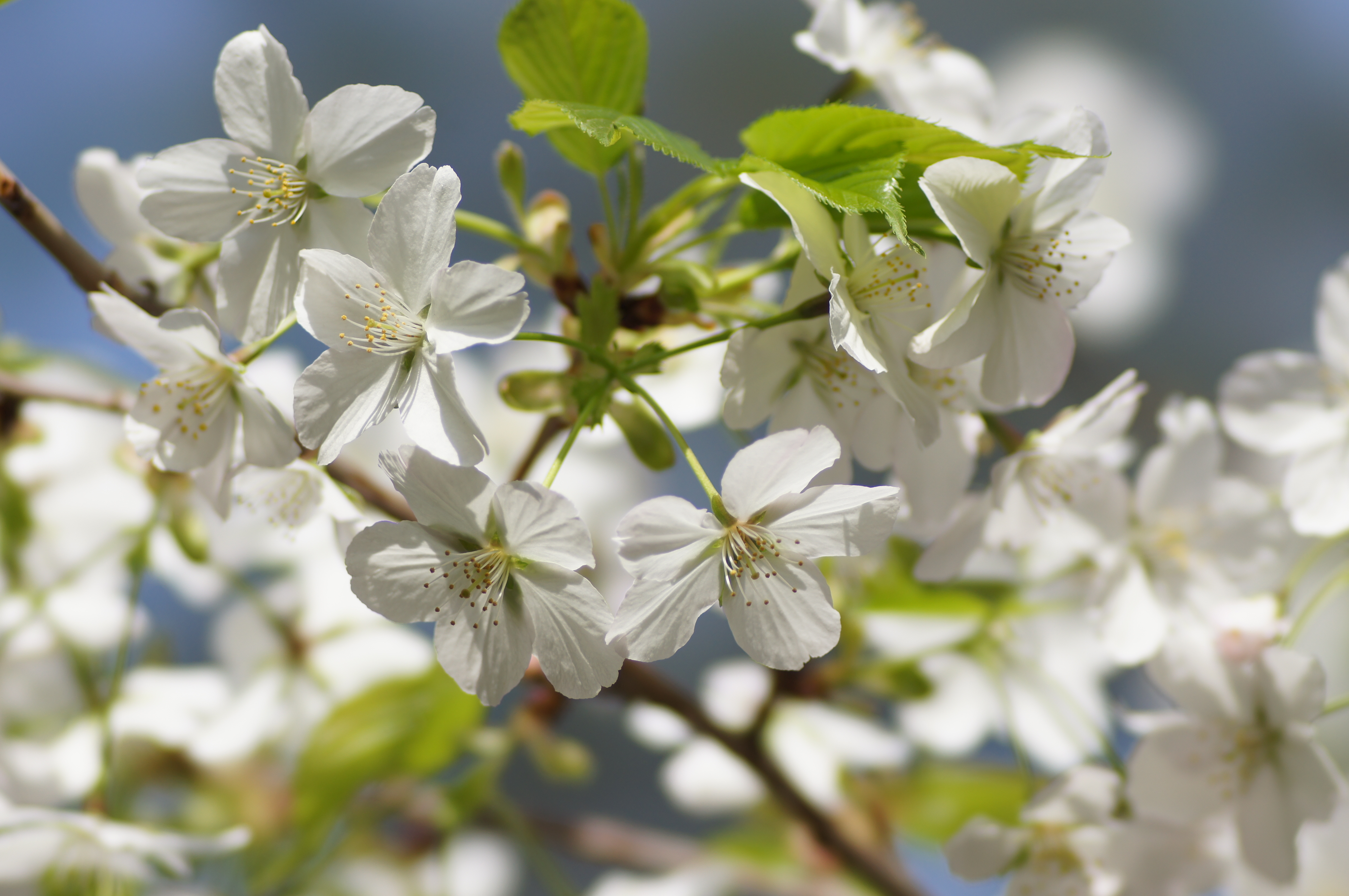 <b>α55 / STF 135/2.8[T4.5] / 4,912×3,264 / 1/400秒 / F5 / +0.3EV / ISO100 / 絞り優先AE / WB:オート / 135mm</b>