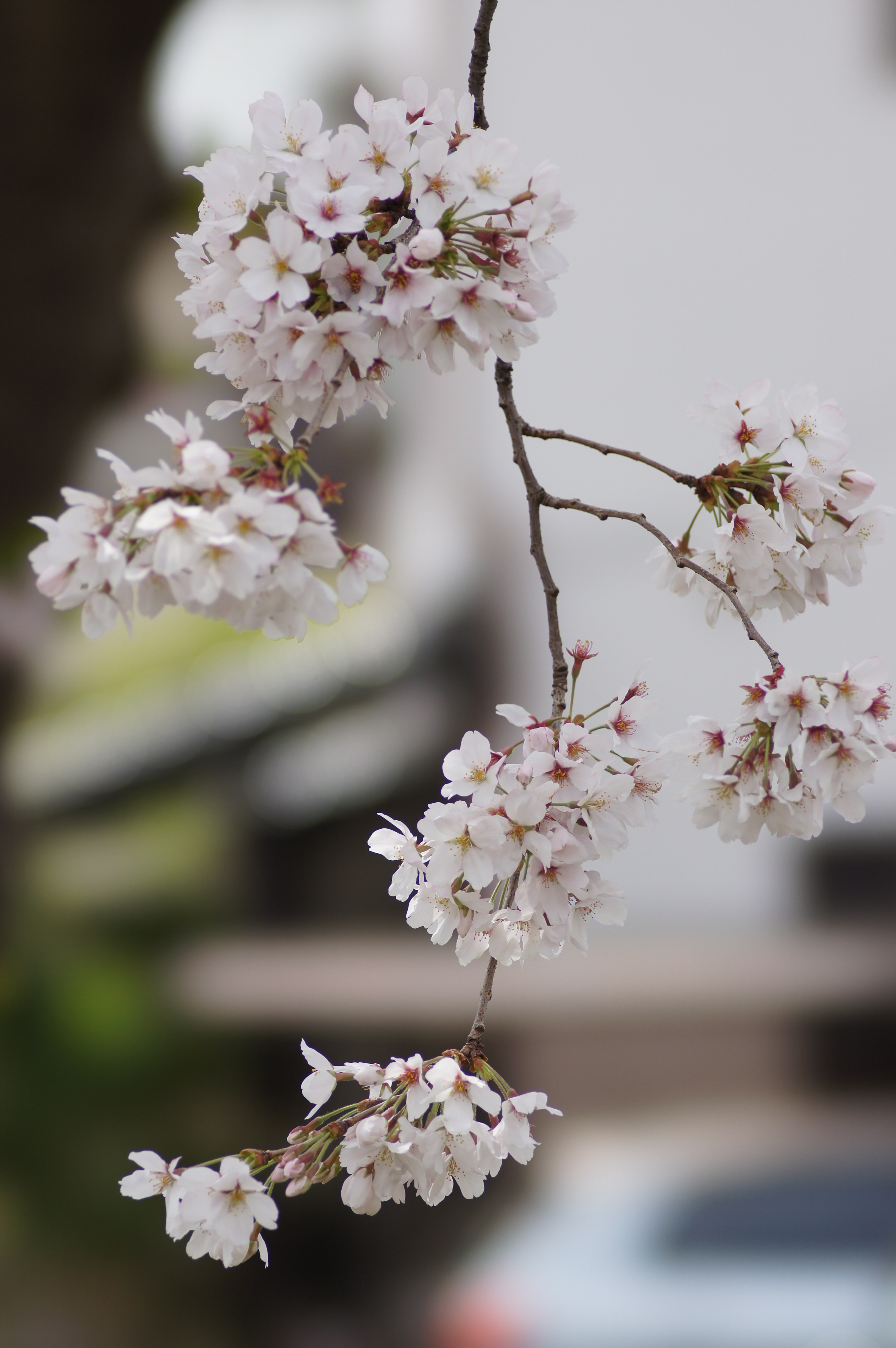 <b>α55 / STF 135/2.8[T4.5] / 3,264×4,912 / 1/320秒 / F4.5 / +0.3EV / ISO100 / 絞り優先AE / WB:太陽光 / 135mm</b>