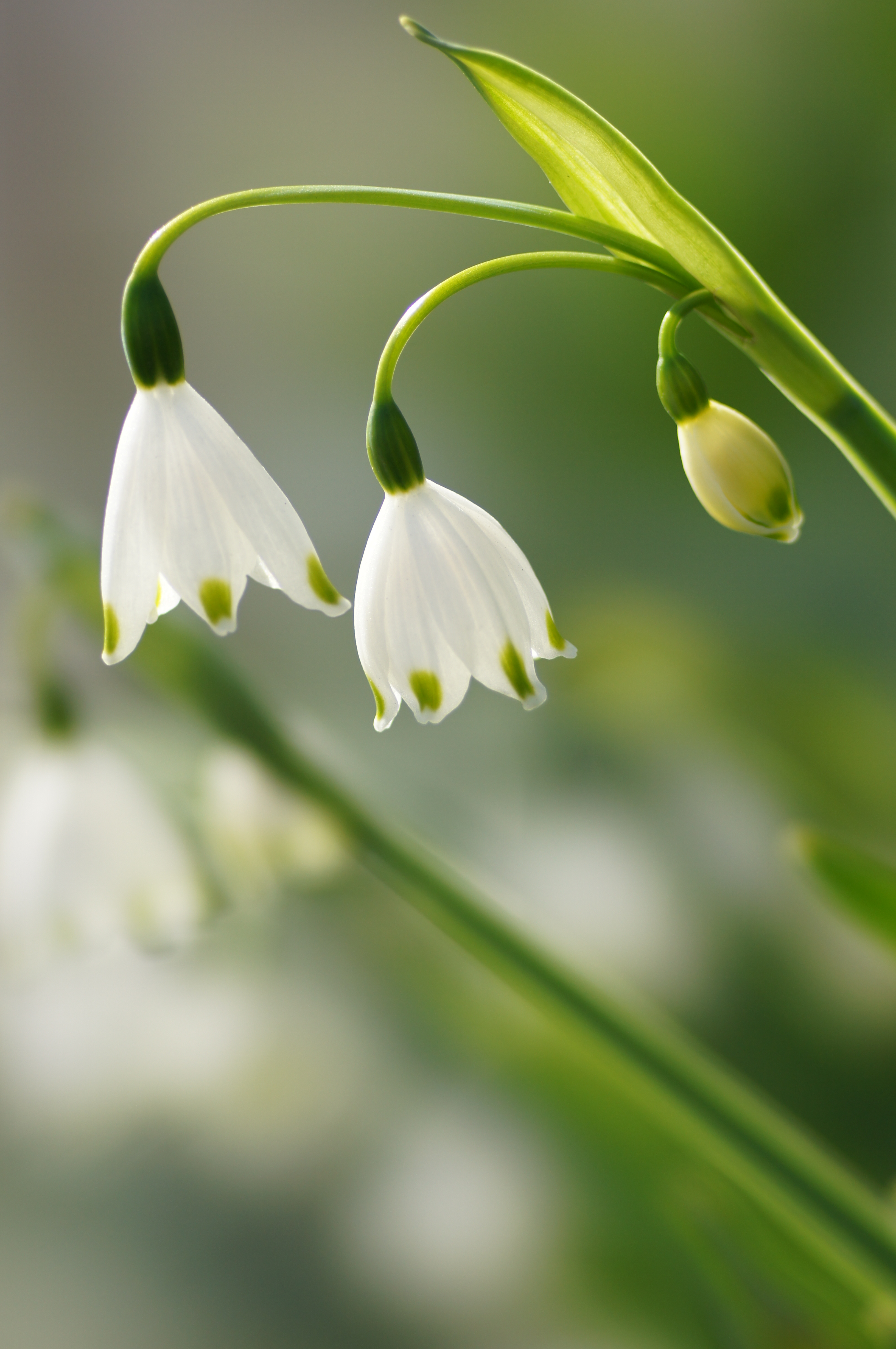 <b>α55 / STF 135/2.8[T4.5] / 3,264×4,912 / 1/250秒 / F4.5 / +0.3EV / ISO160 / 絞り優先AE / WB:太陽光 / 135mm</b>