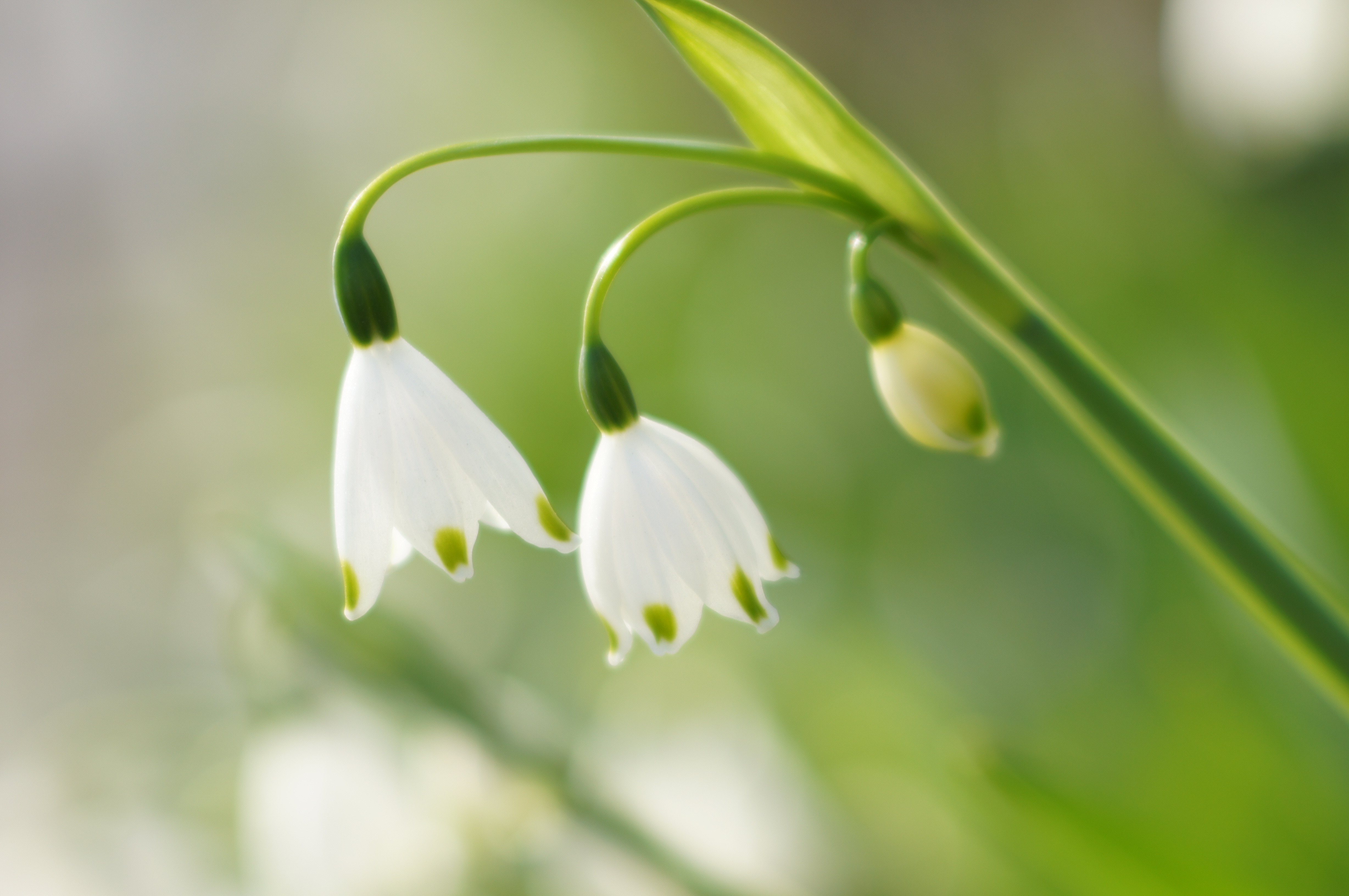 <b>α55 / AF SOFT FOCUS 100mm F2.8 / 4,912×3,264 / 1/250秒 / F3.5 / +0.7EV / ISO100 / 絞り優先AE / WB:太陽光 / 100mm</b>