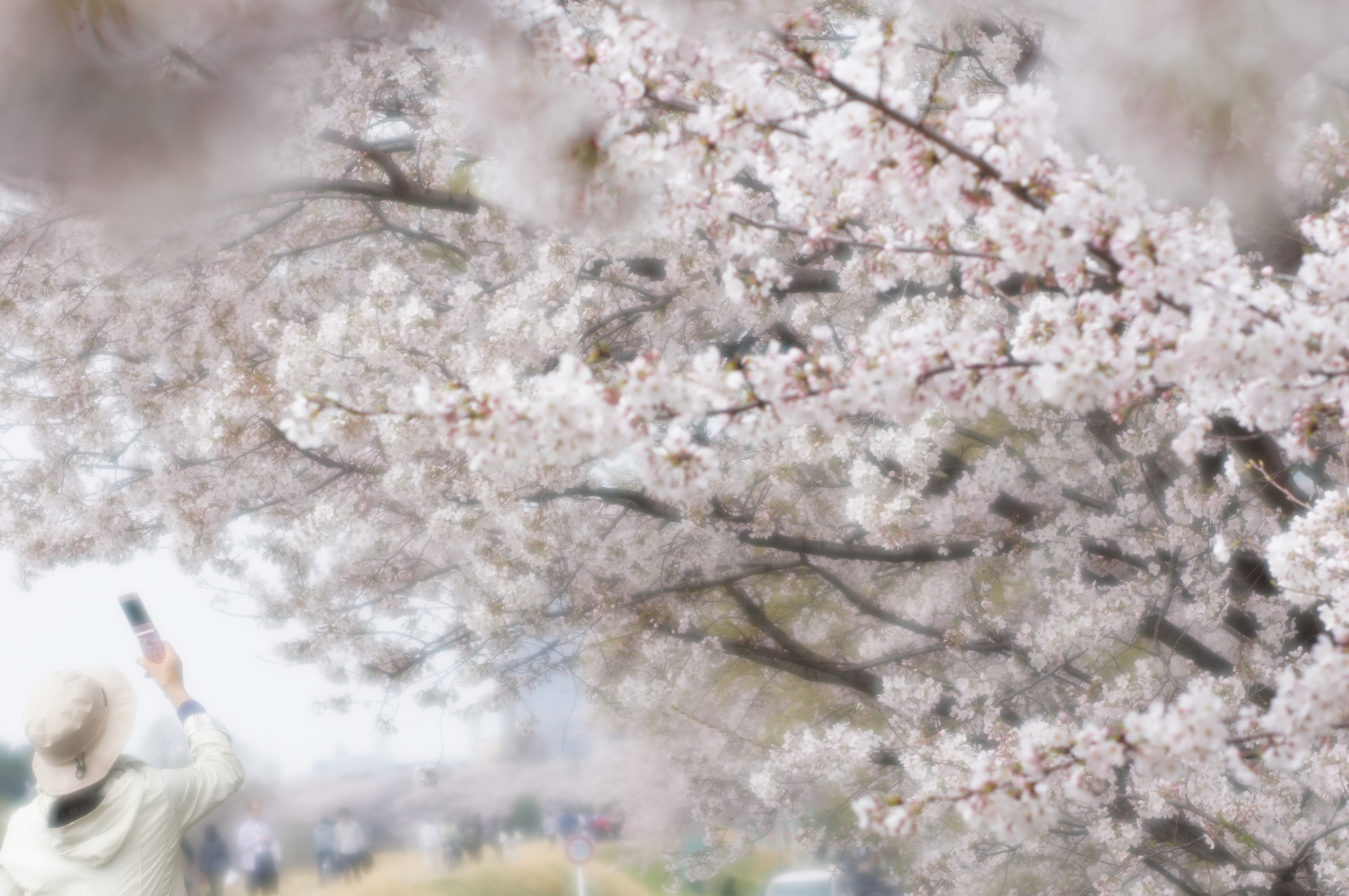 <b>α55 / AF SOFT FOCUS 100mm F2.8 / 4,912×3,264 / 1/640秒 / F3.5 / +0.7EV / ISO100 / 絞り優先AE / WB:太陽光 / 100mm</b>