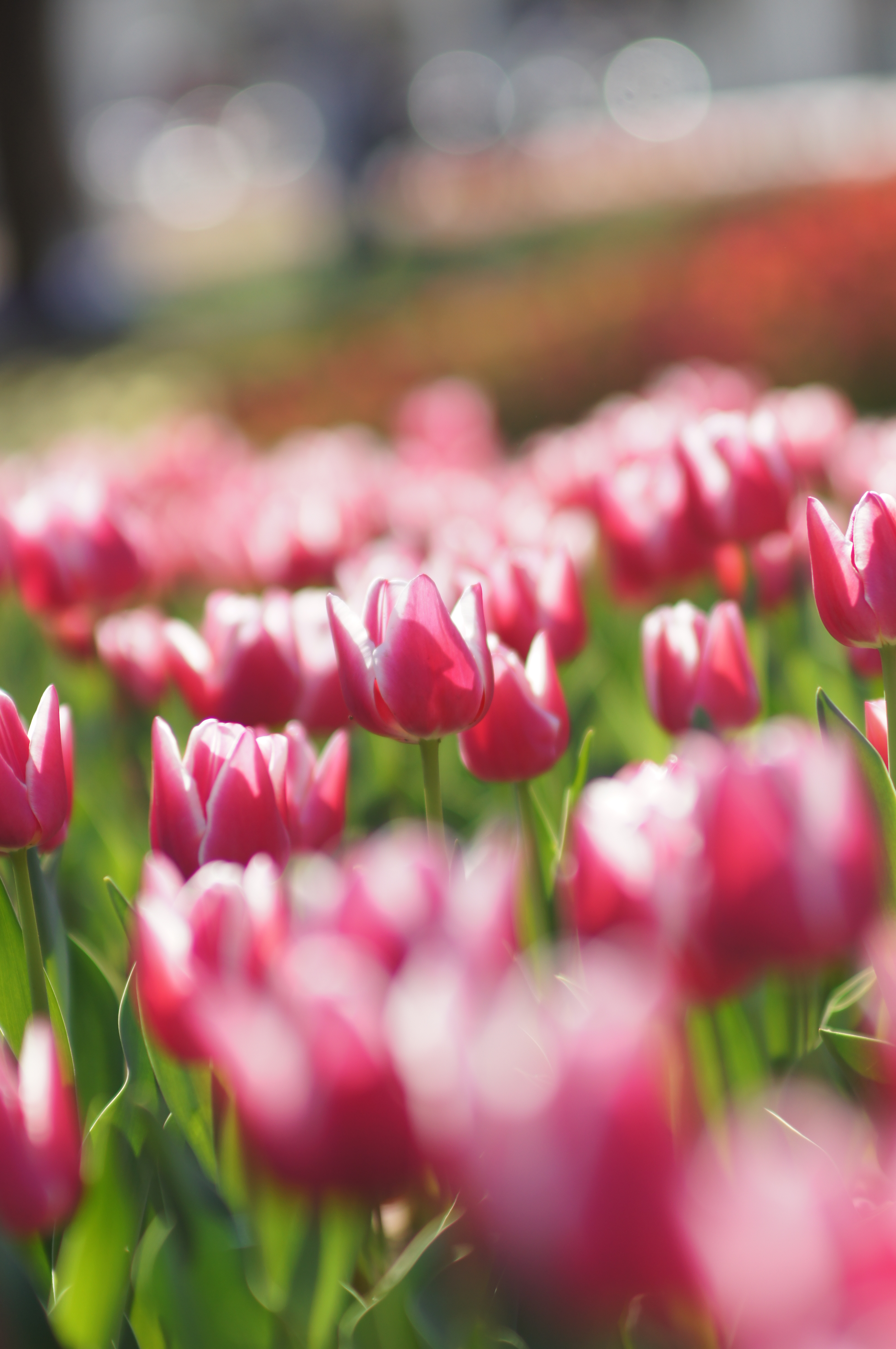 <b>α55 / AF SOFT FOCUS 100mm F2.8 / 3,264×4,912 / 1/640秒 / F2.8 / +1EV / ISO100 / 絞り優先AE / WB:オート / 100mm</b>