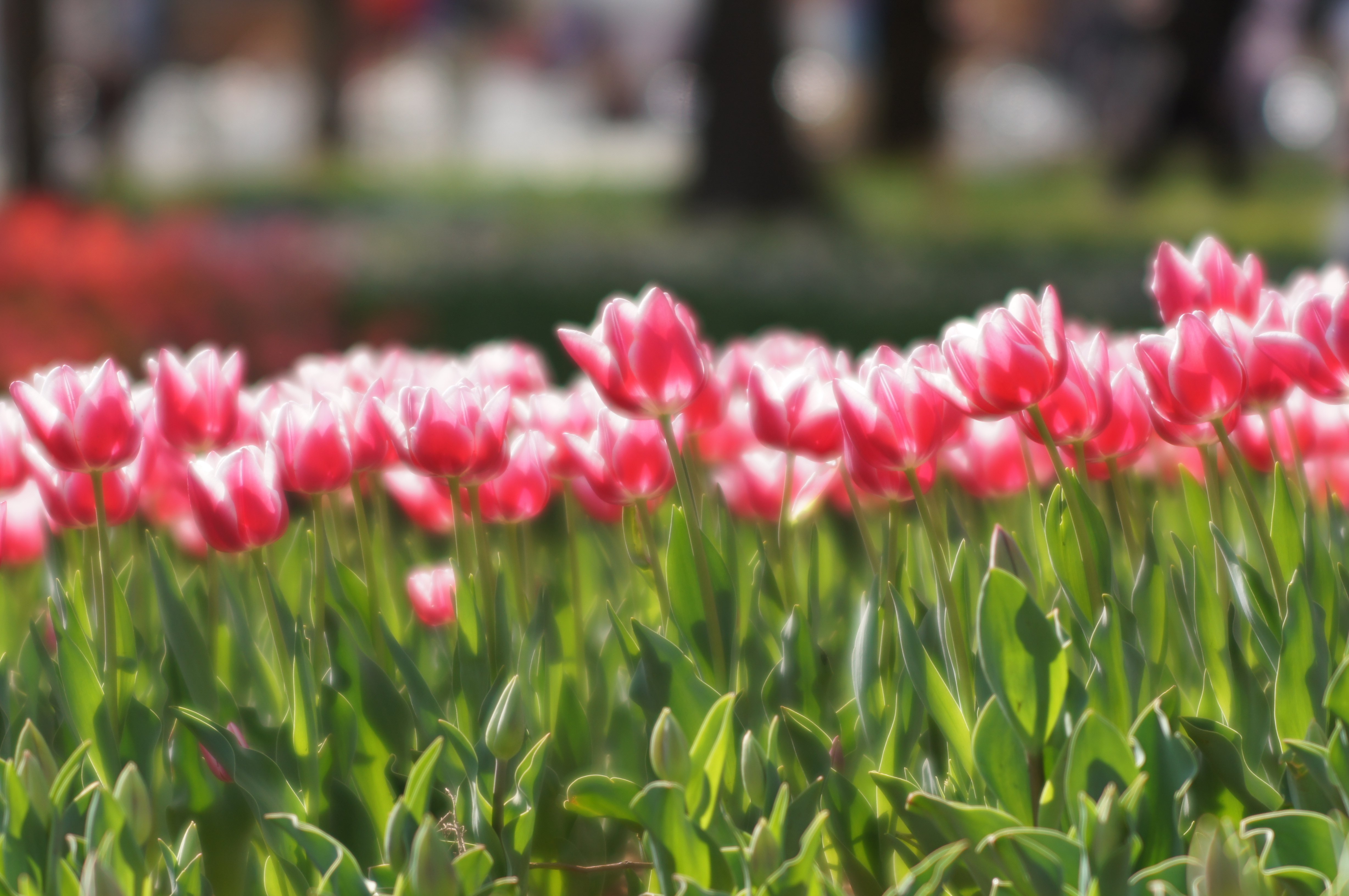 <b>α55 / AF SOFT FOCUS 100mm F2.8 / 4,912×3,264 / 1/640秒 / F3.2 / +0.3EV / ISO100 / 絞り優先AE / WB:オート / 100mm</b>