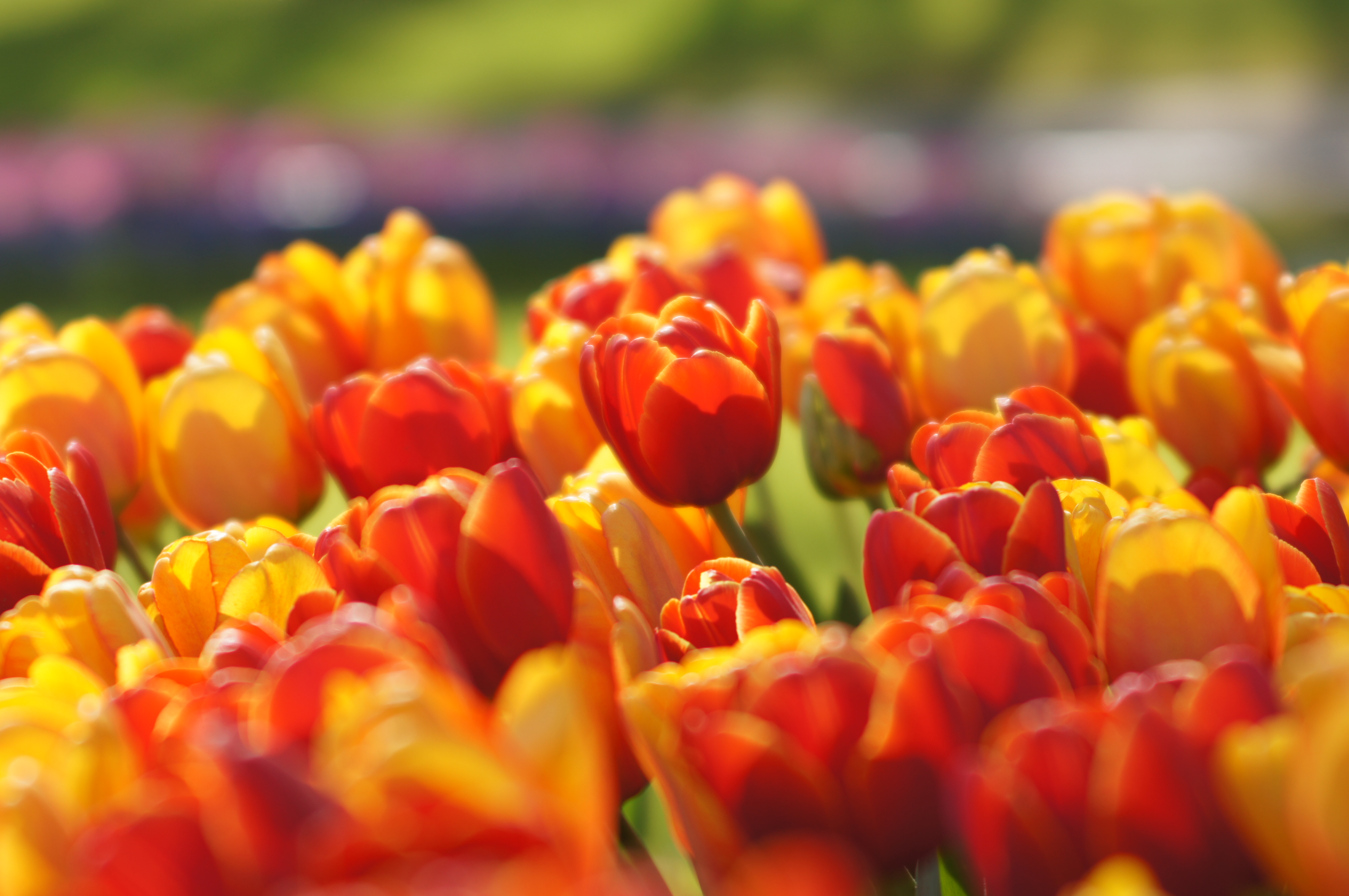 <b>α55 / AF SOFT FOCUS 100mm F2.8 / 4,912×3,264 / 1/320秒 / F4 / 0EV / ISO100 / 絞り優先AE / WB:オート / 100mm</b>