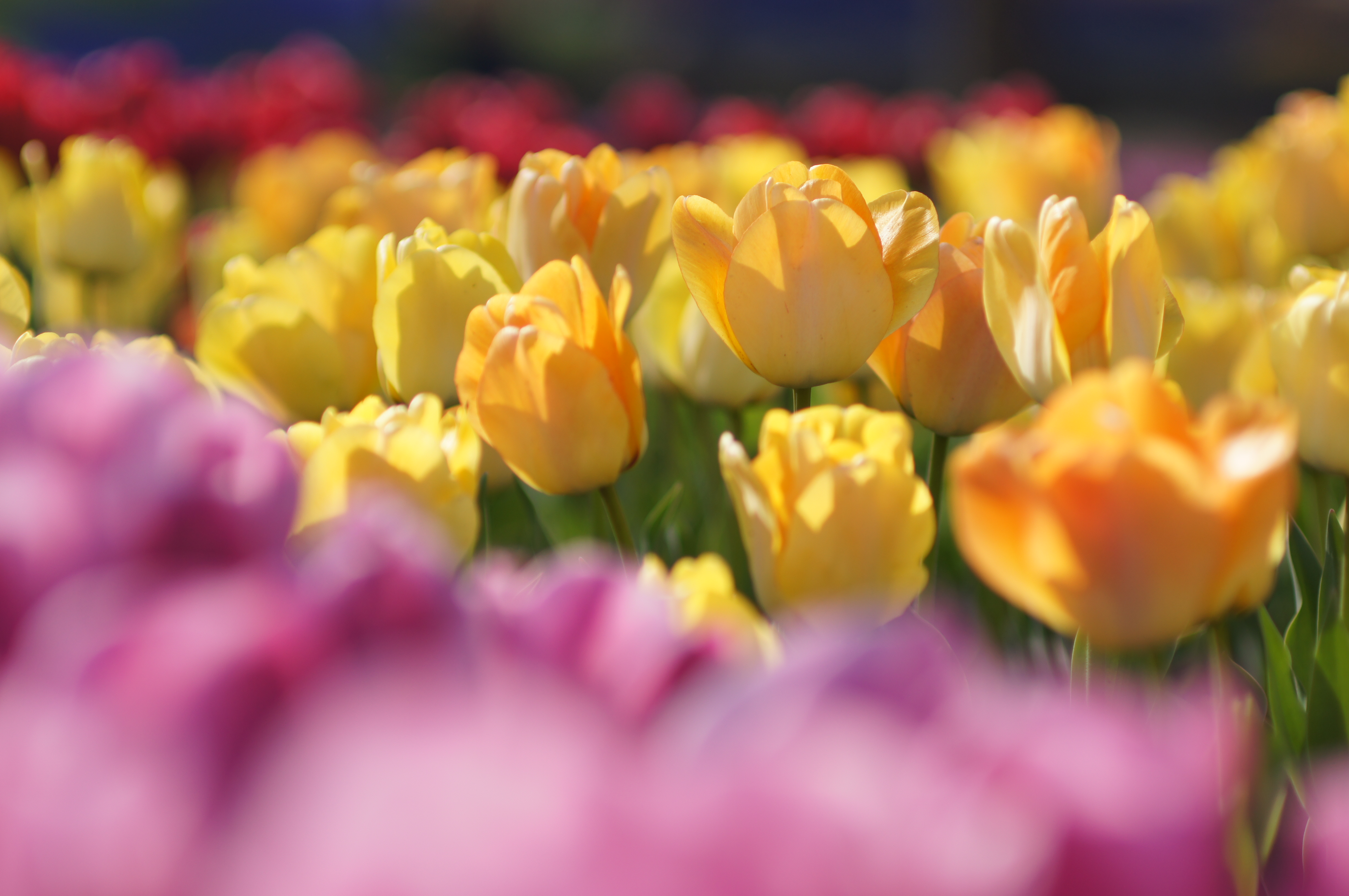 <b>α55 / AF SOFT FOCUS 100mm F2.8 / 4,912×3,264 / 1/1250秒 / F2.8 / 0EV / ISO100 / 絞り優先AE / WB:オート / 100mm</b>