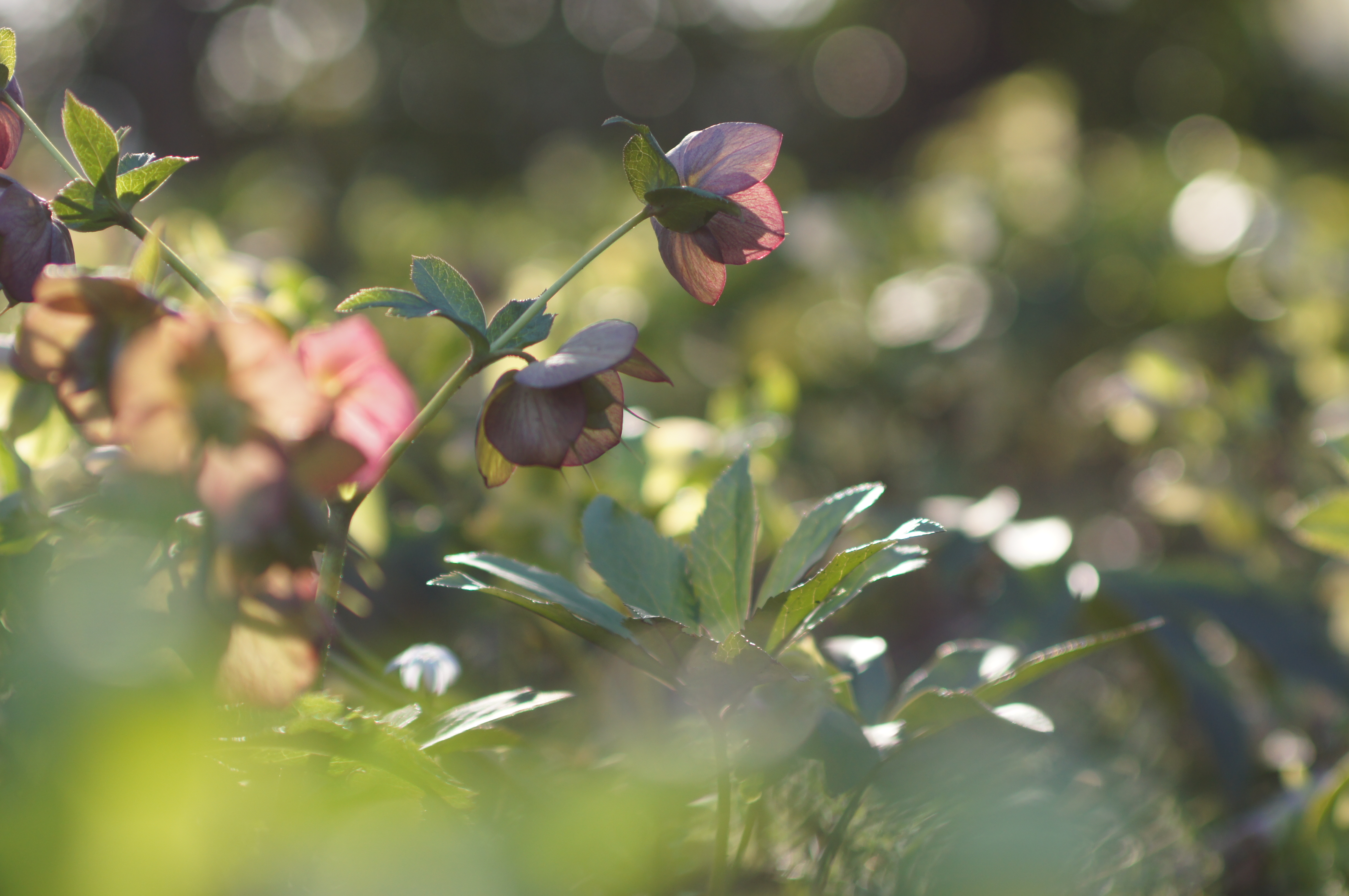 <b>α55 / AF SOFT FOCUS 100mm F2.8 / 4,912×3,264 / 1/640秒 / F3.2 / -0.3EV / ISO200 / 絞り優先AE / WB:オート / 100mm</b>