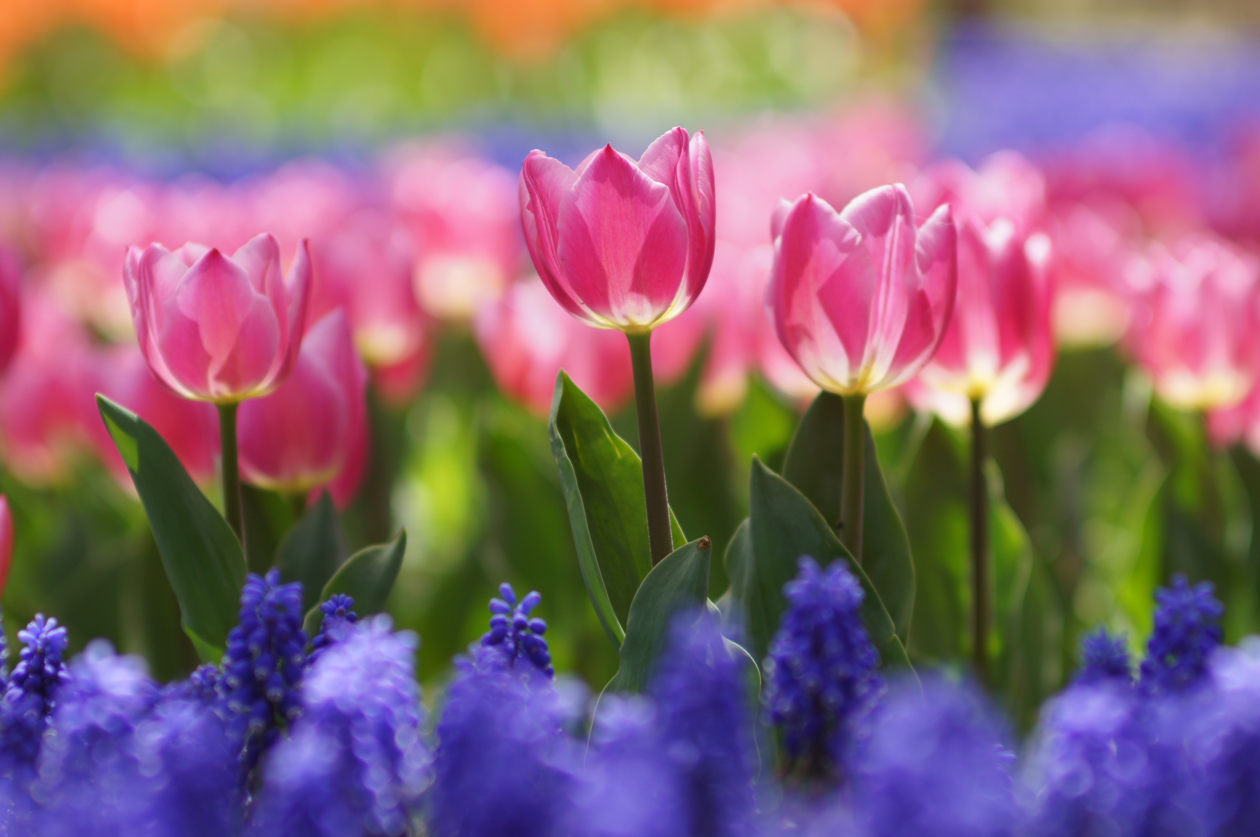 <b>α55 / AF SOFT FOCUS 100mm F2.8 / 4,912×3,264 / 1/500秒 / F3.2 / 0EV / ISO100 / 絞り優先AE / WB:オート / 100mm</b>