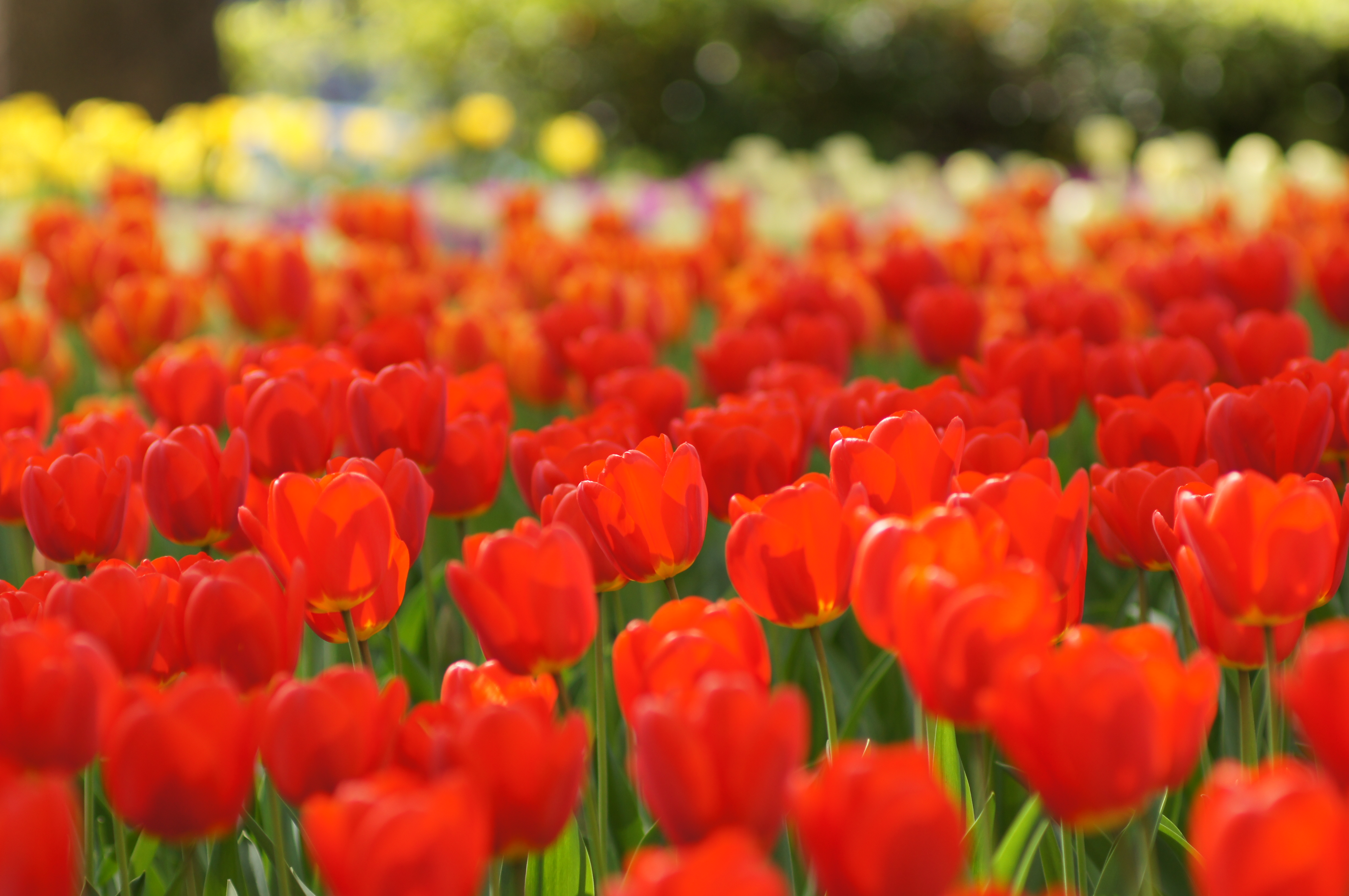 <b>α55 / AF SOFT FOCUS 100mm F2.8 / 4,912×3,264 / 1/640秒 / F3.2 / 0EV / ISO200 / 絞り優先AE / WB:オート / 100mm</b>