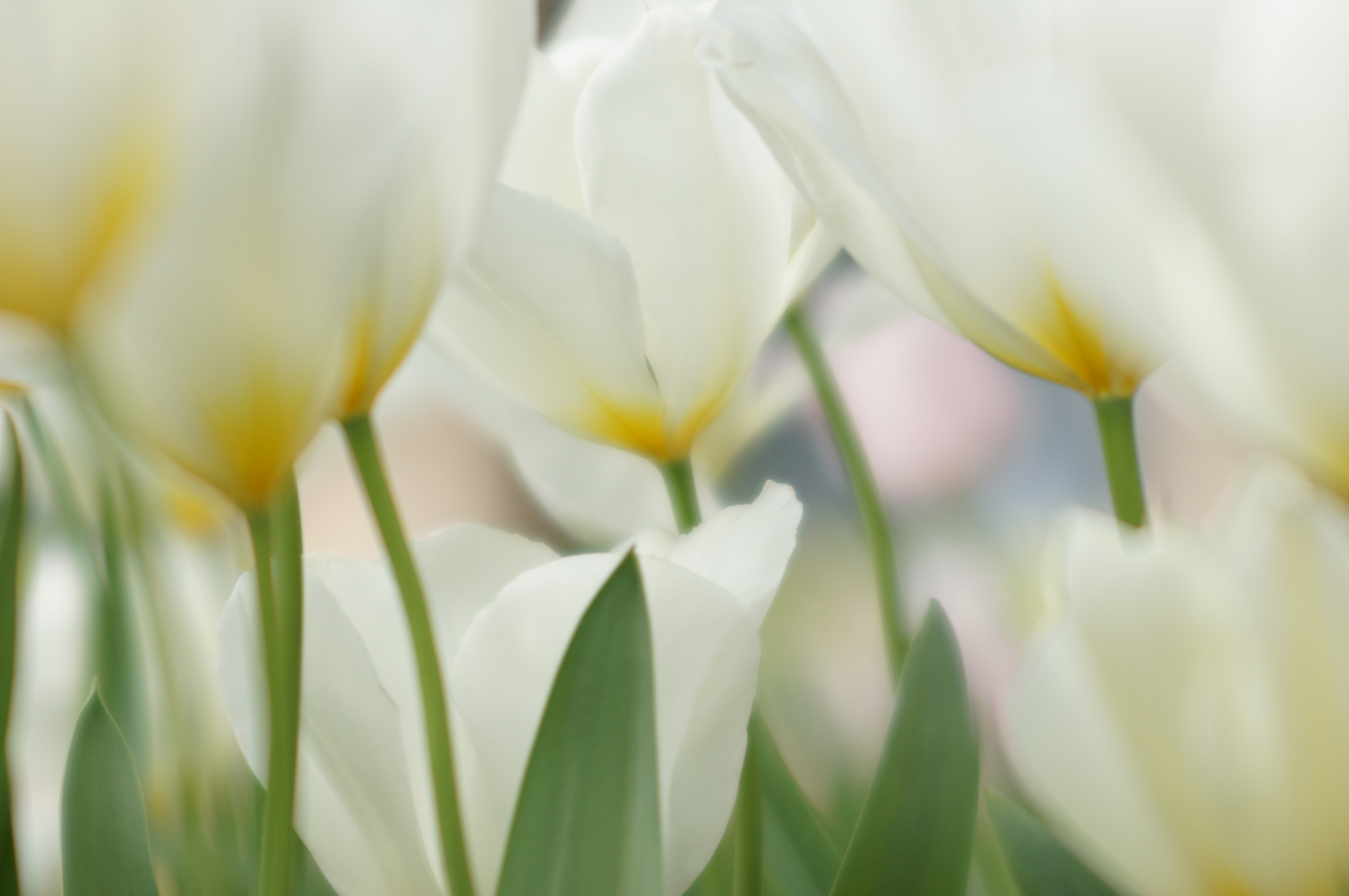 <b>α55 / AF SOFT FOCUS 100mm F2.8 / 4,912×3,264 / 1/500秒 / F3.2 / +1EV / ISO200 / 絞り優先AE / WB:オート / 100mm</b>