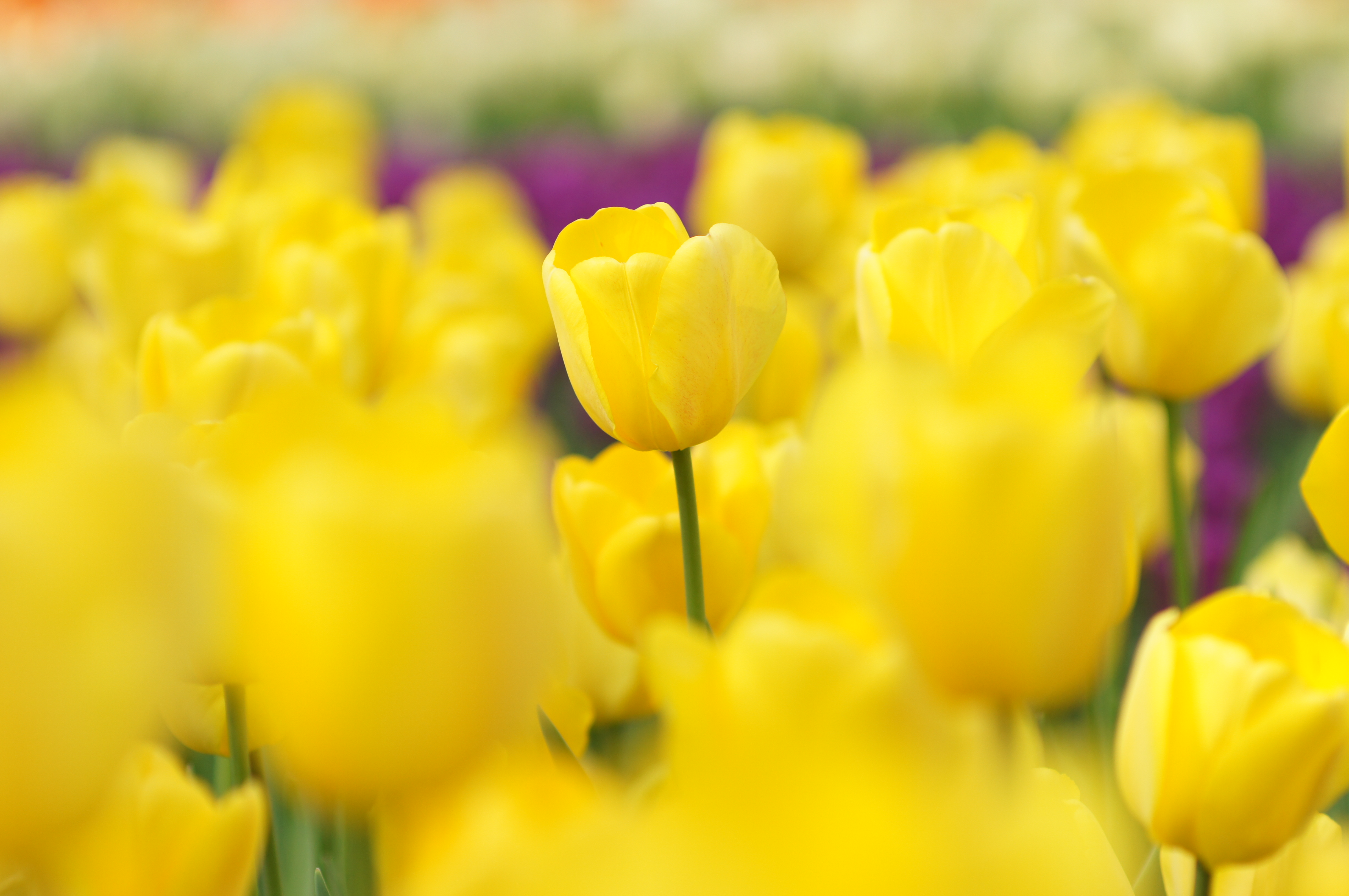 <b>α55 / AF SOFT FOCUS 100mm F2.8 / 4,912×3,264 / 1/500秒 / F3.2 / +1EV / ISO200 / 絞り優先AE / WB:オート / 100mm</b>