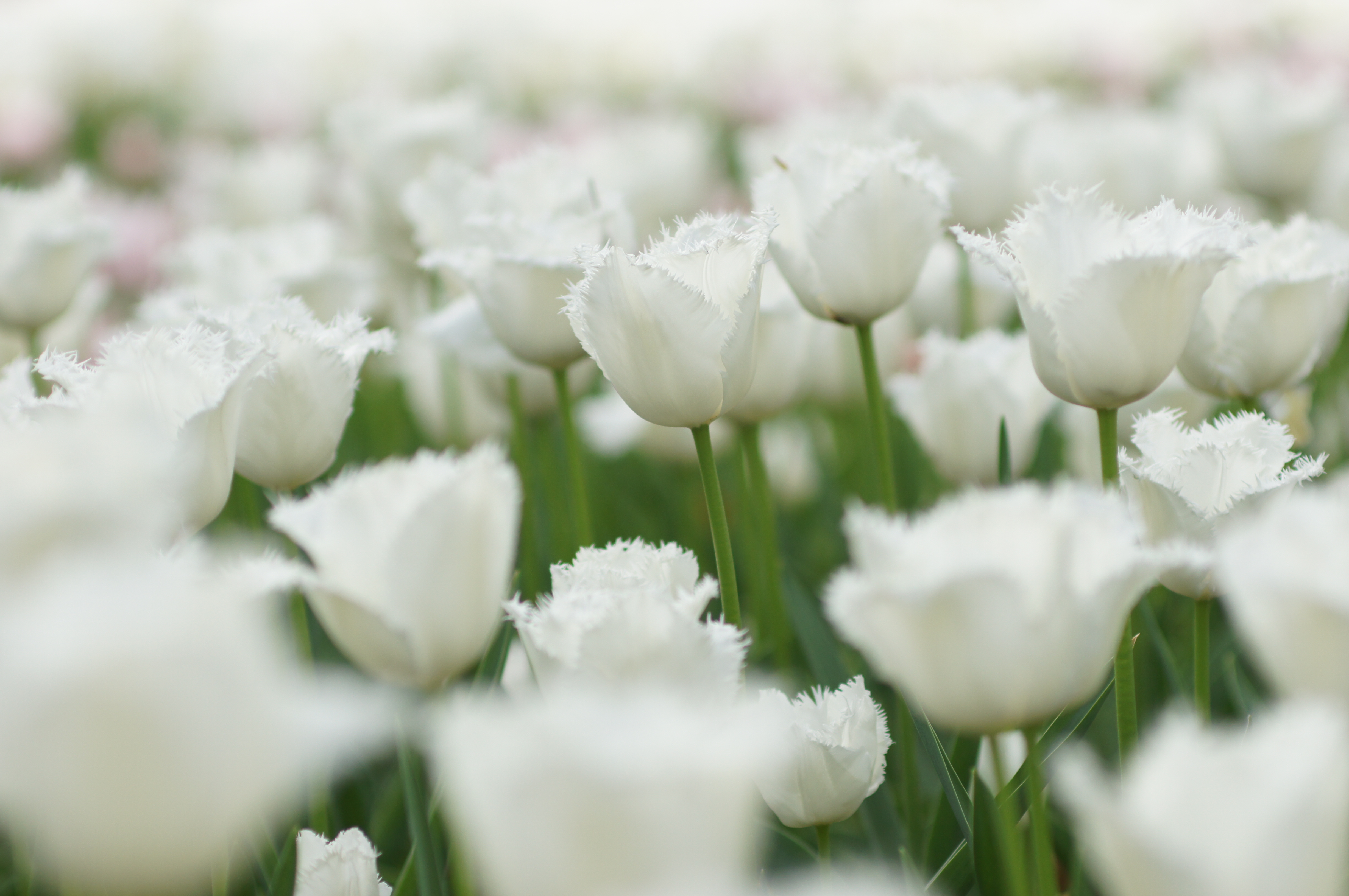 <b>α55 / AF SOFT FOCUS 100mm F2.8 / 4,912×3,264 / 1/500秒 / F3.2 / +1EV / ISO200 / 絞り優先AE / WB:オート / 100mm</b>