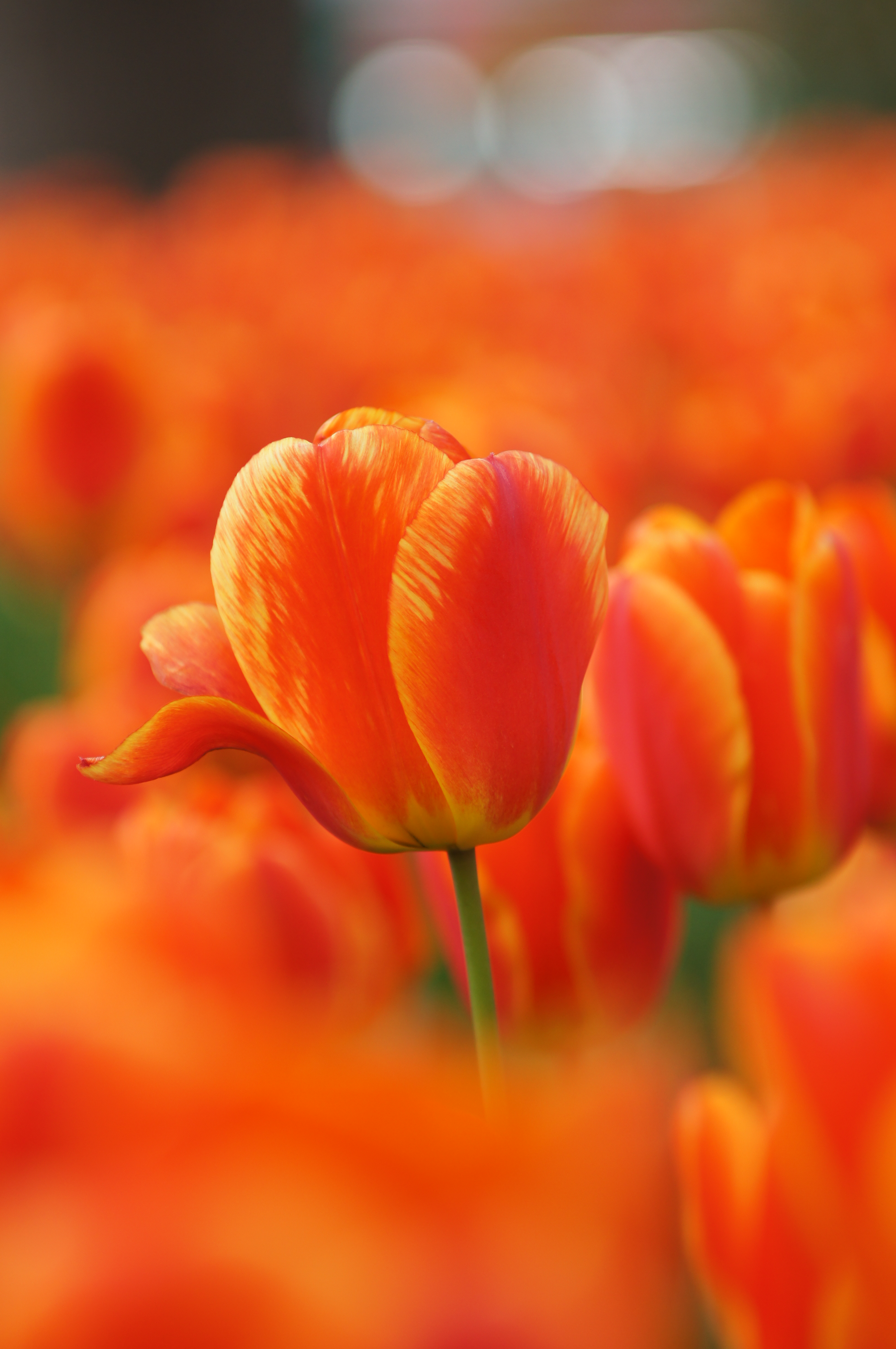 <b>α55 / AF SOFT FOCUS 100mm F2.8 / 3,264×4,912 / 1/320秒 / F3.2 / +0.3EV / ISO200 / 絞り優先AE / WB:オート / 100mm</b>