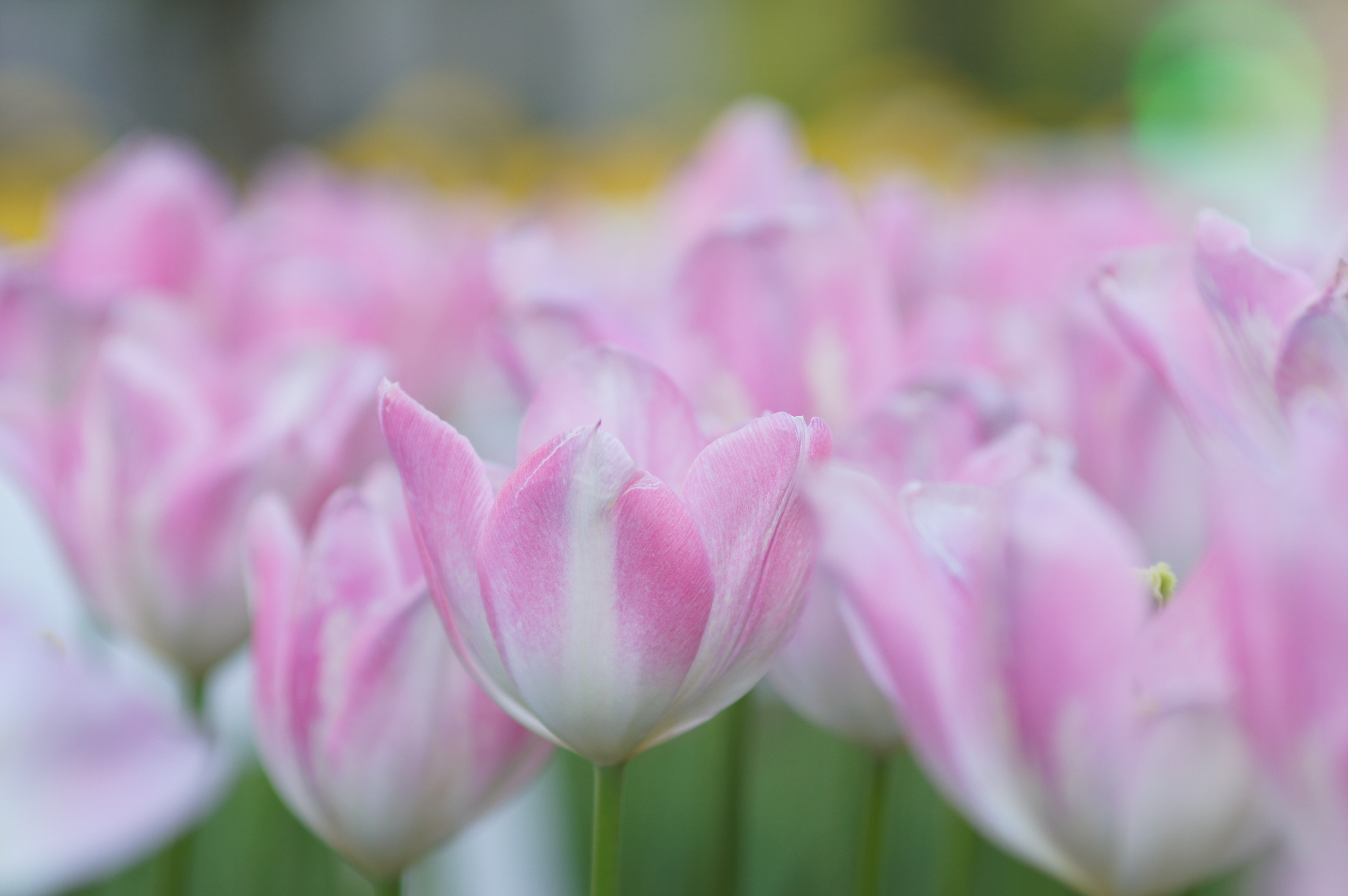 <b>α55 / AF SOFT FOCUS 100mm F2.8 / 4,912×3,264 / 1/160秒 / F3.2 / +0.7EV / ISO125 / 絞り優先AE / WB:オート / 100mm</b>